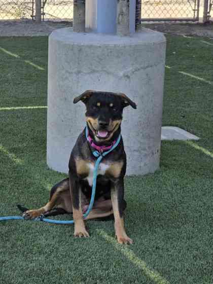 Sugar Plum, Adoptable, Adult Female Pit Bull Terrier & Mixed Breed.