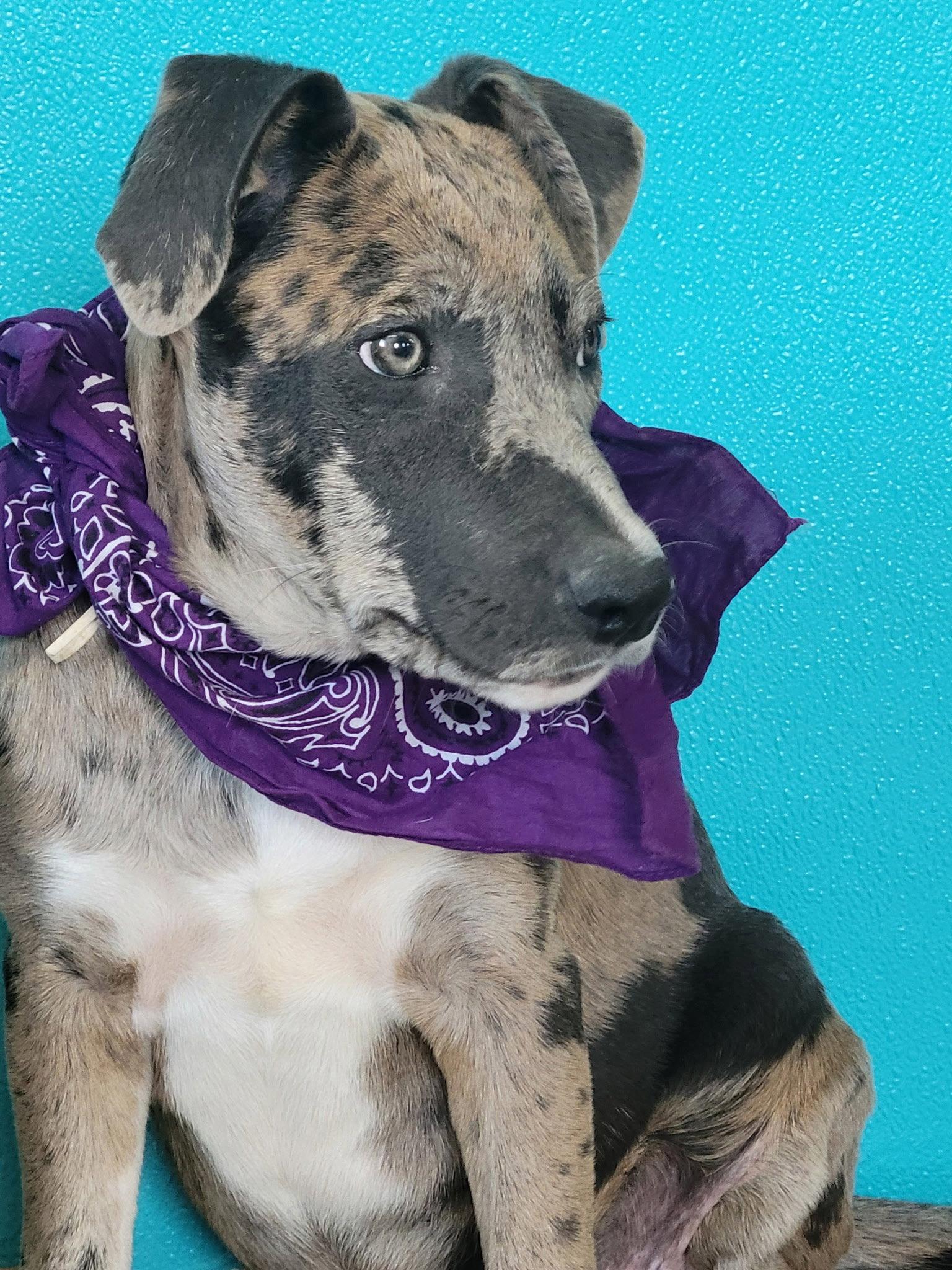 Enlarge Donut, a Adoptable Catahoula Leopard Dog in Mount Laurel, NJ image 1/3