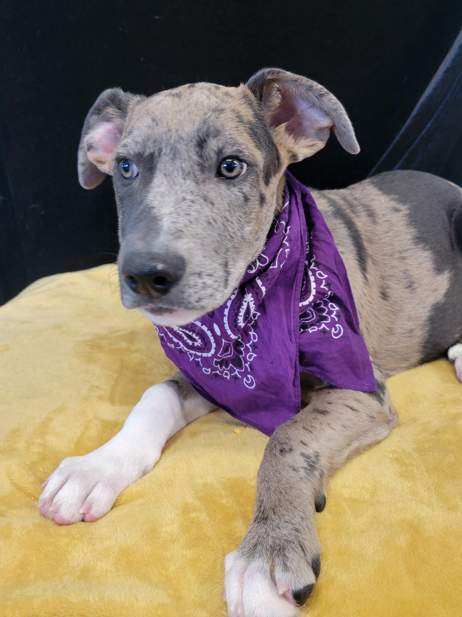 Enlarge Donut, a Adoptable Catahoula Leopard Dog in Mount Laurel, NJ image 3/3