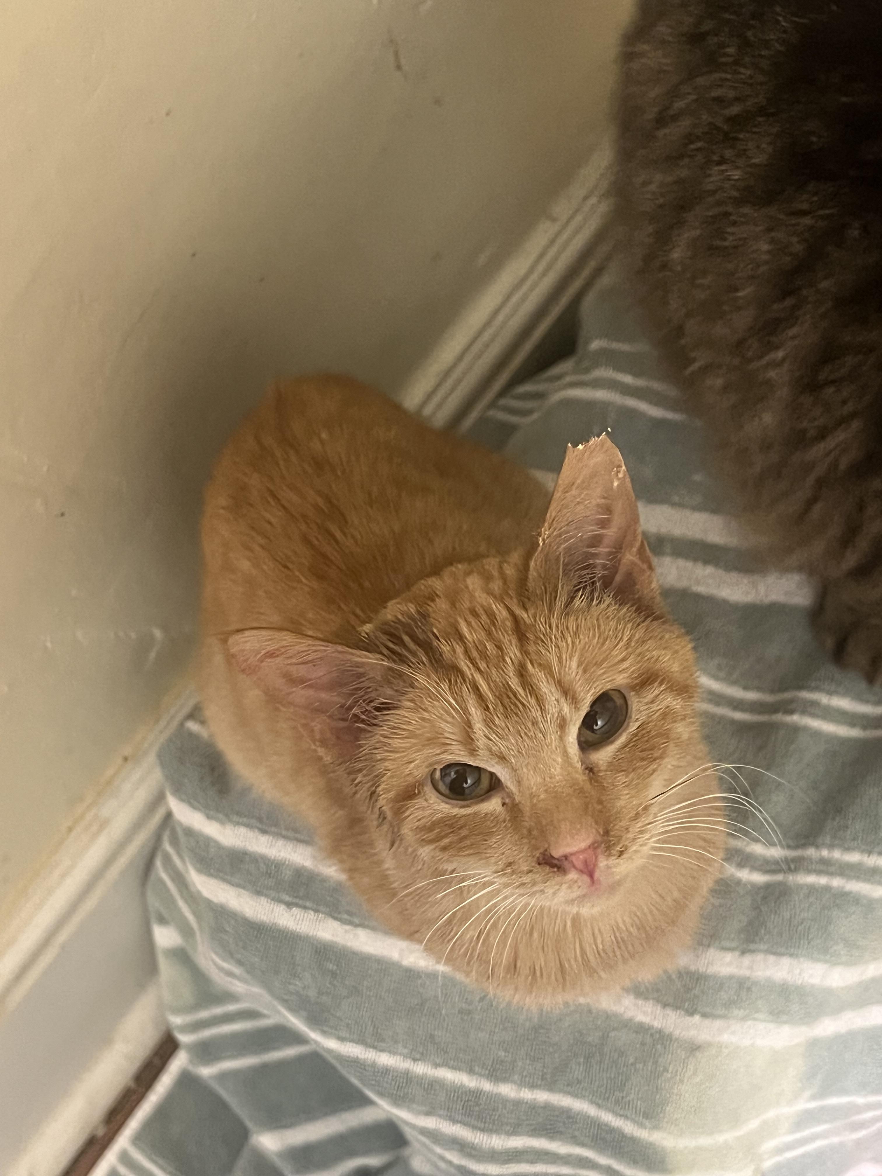 Samantha, Young Female Domestic Short Hair