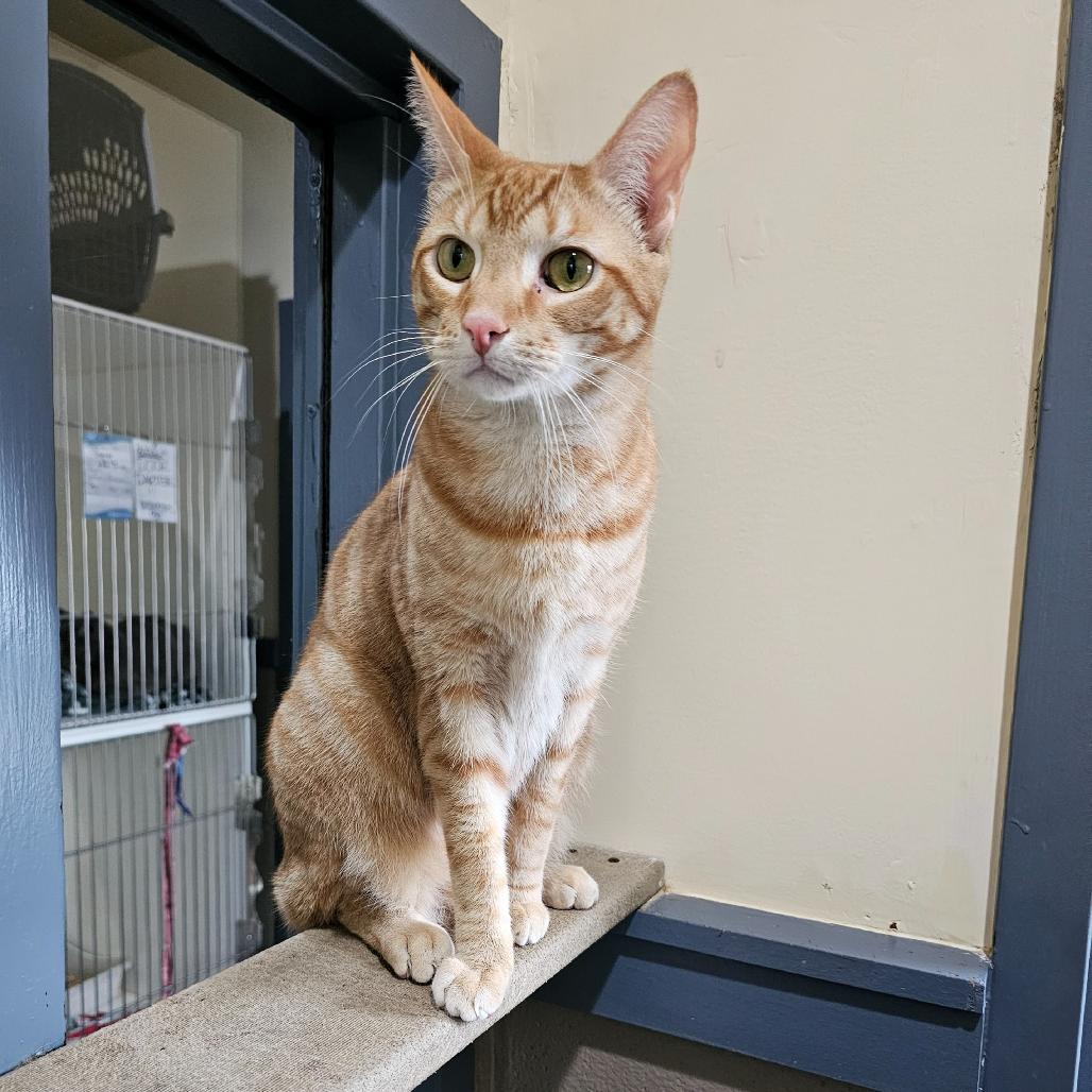 Jonah, Adoptable, Adult Male Domestic Short Hair & Domestic Short Hair.