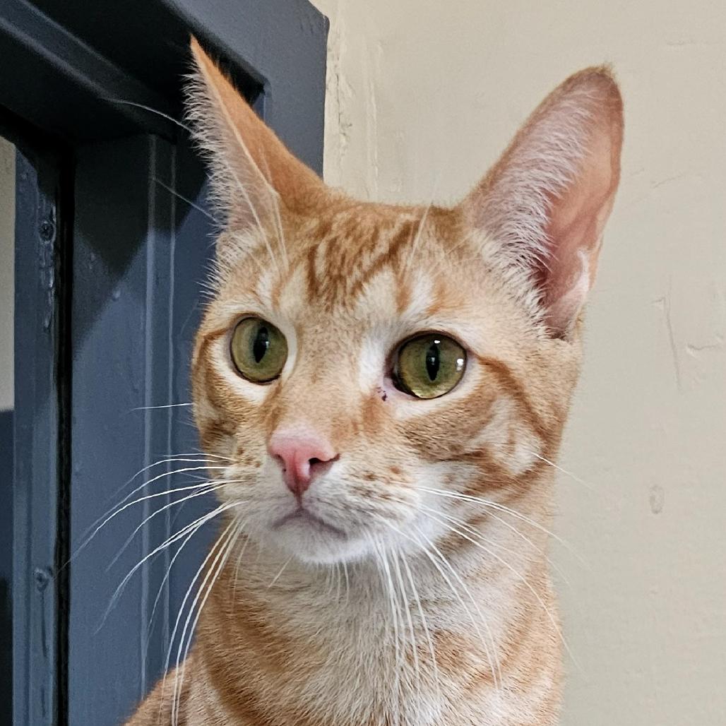 Enlarge Jonah, a Adoptable mixed breed in Versailles, KY image 2/4