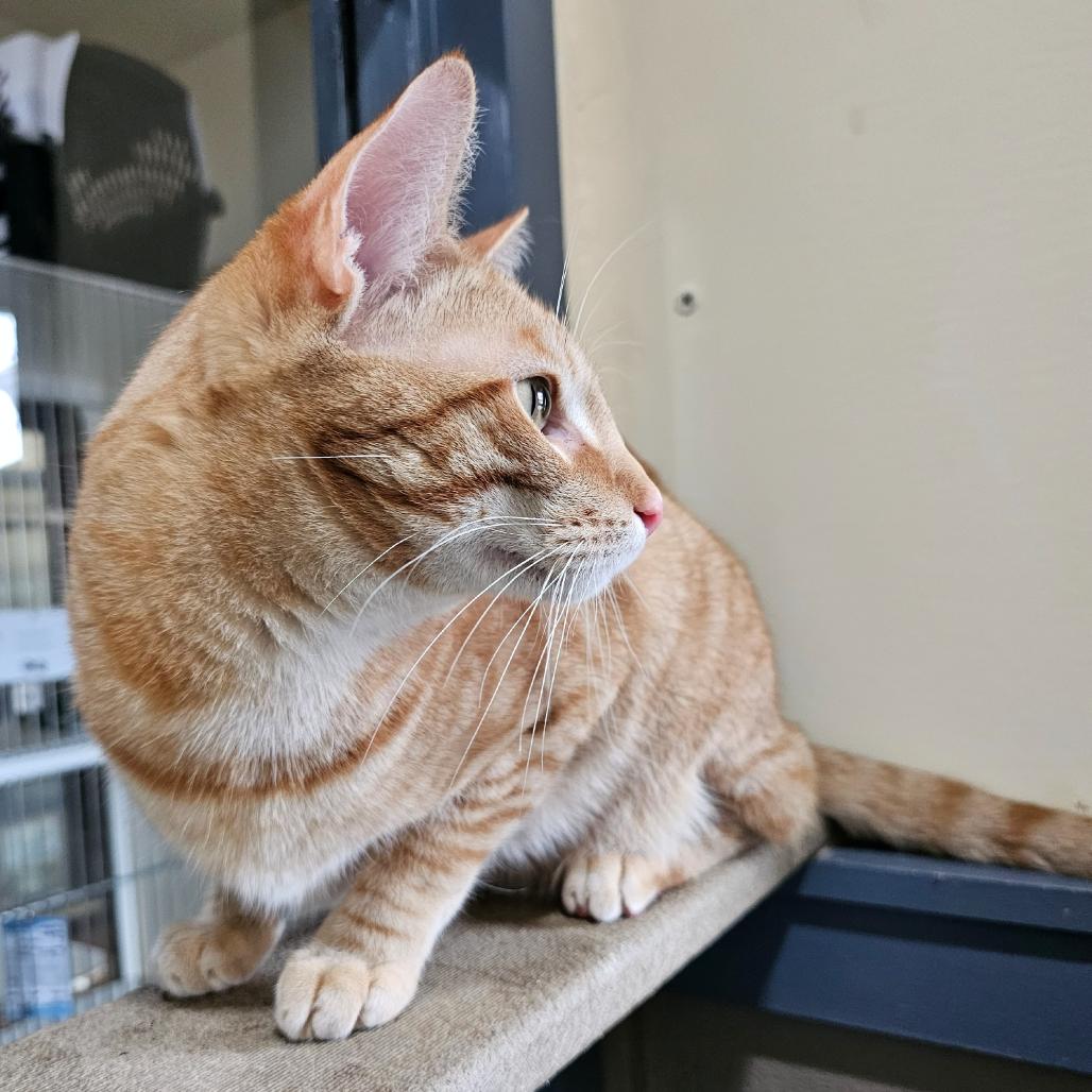 Enlarge Jonah, a Adoptable mixed breed in Versailles, KY image 3/4