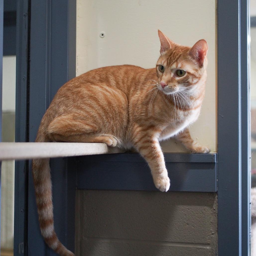 Enlarge Jonah, a Adoptable mixed breed in Versailles, KY image 3/5