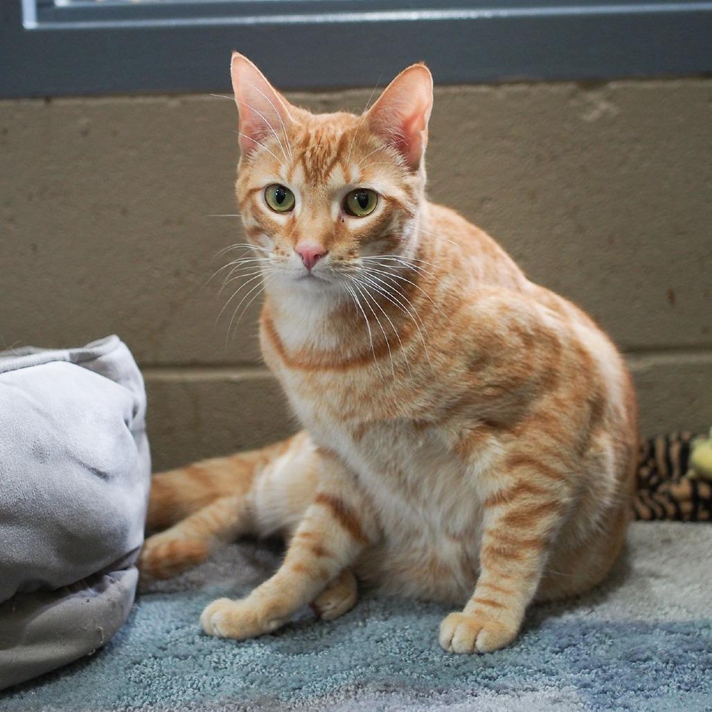 Enlarge Jonah, a Adoptable mixed breed in Versailles, KY image 4/5