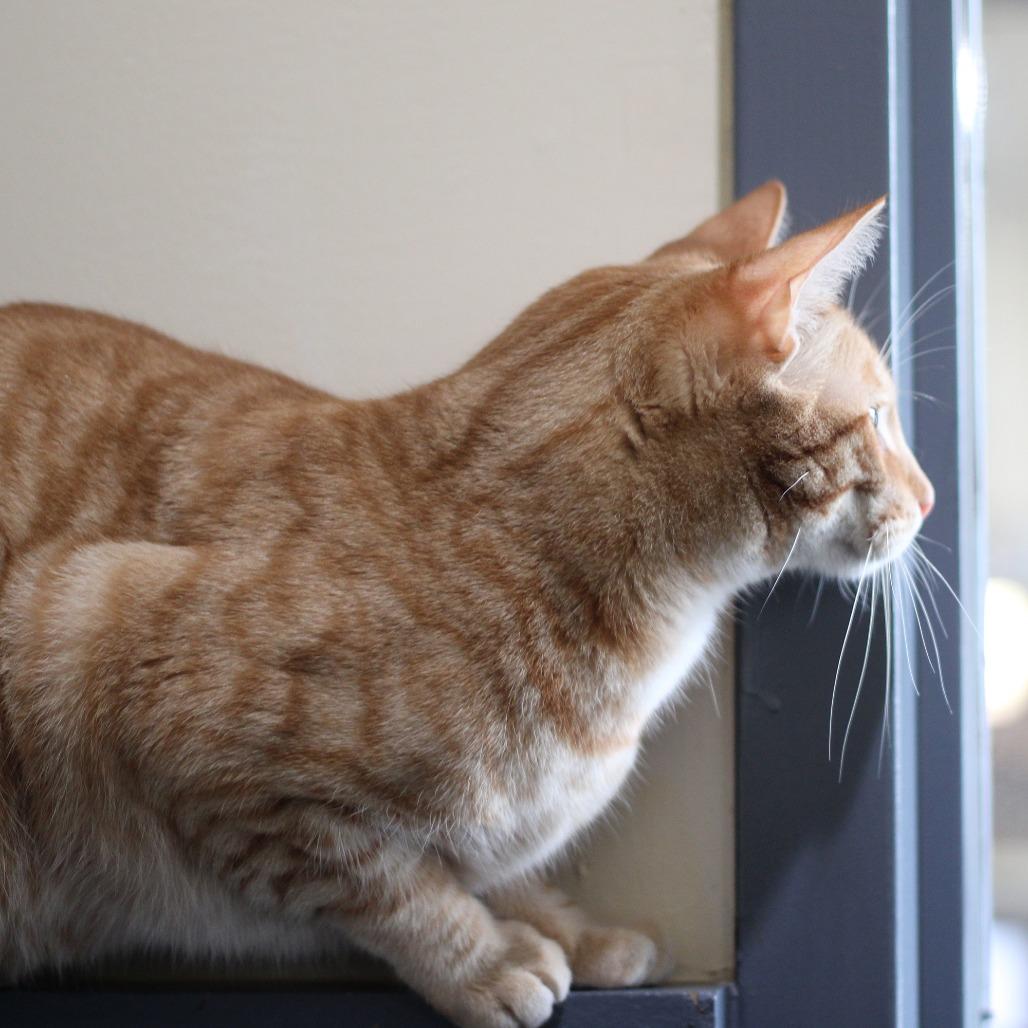 Enlarge Jonah, a Adoptable mixed breed in Versailles, KY image 5/5