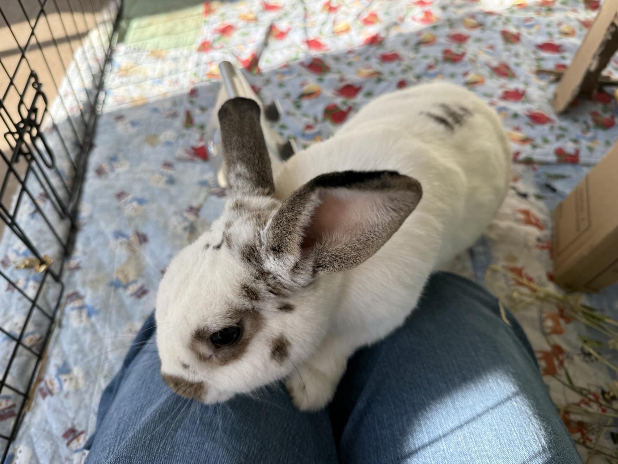 Enlarge Mrs Potts!, an adoptable English Spot in Asheville, NC image 3/5