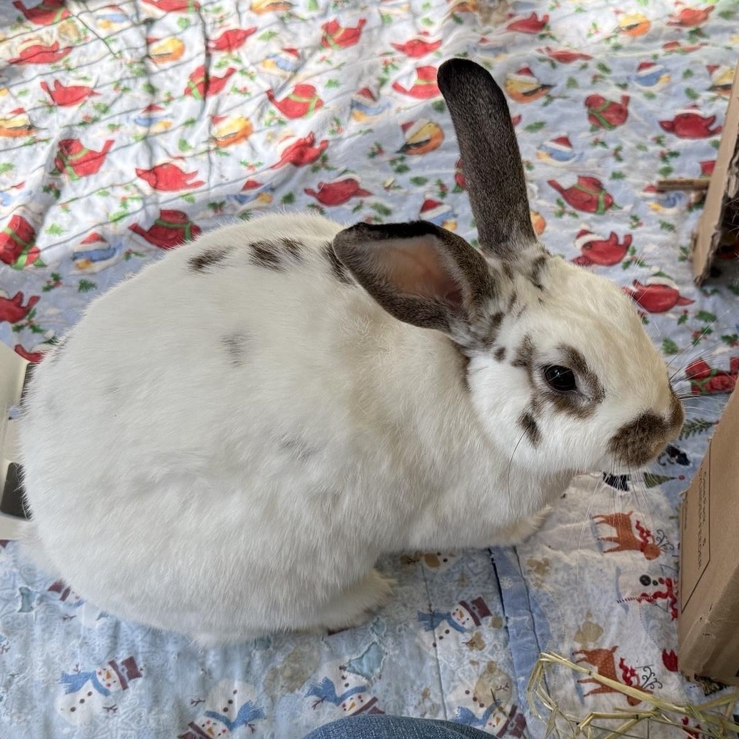 Mrs Potts!, adoptable, Adult Female English Spot.