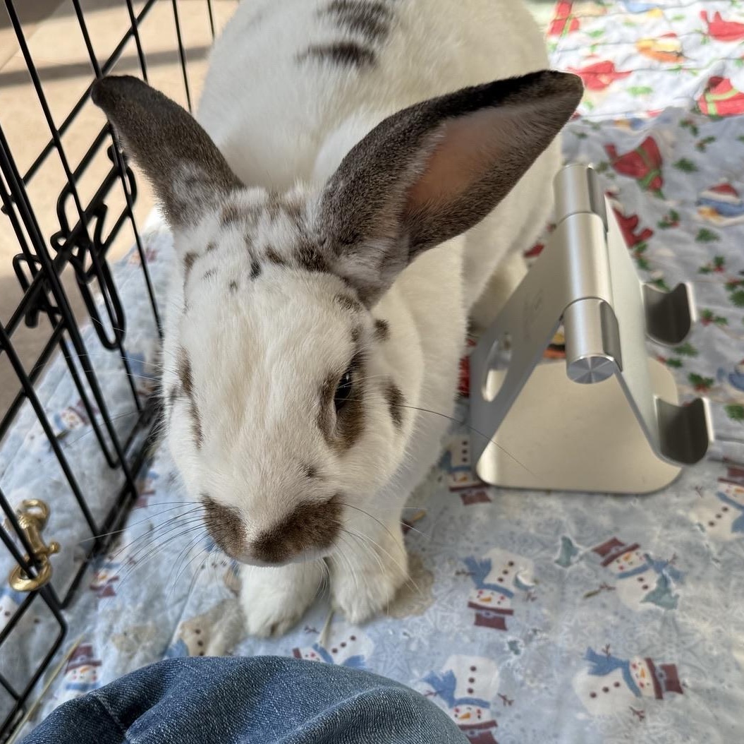 Enlarge Mrs Potts!, an adoptable English Spot in Asheville, NC image 5/5