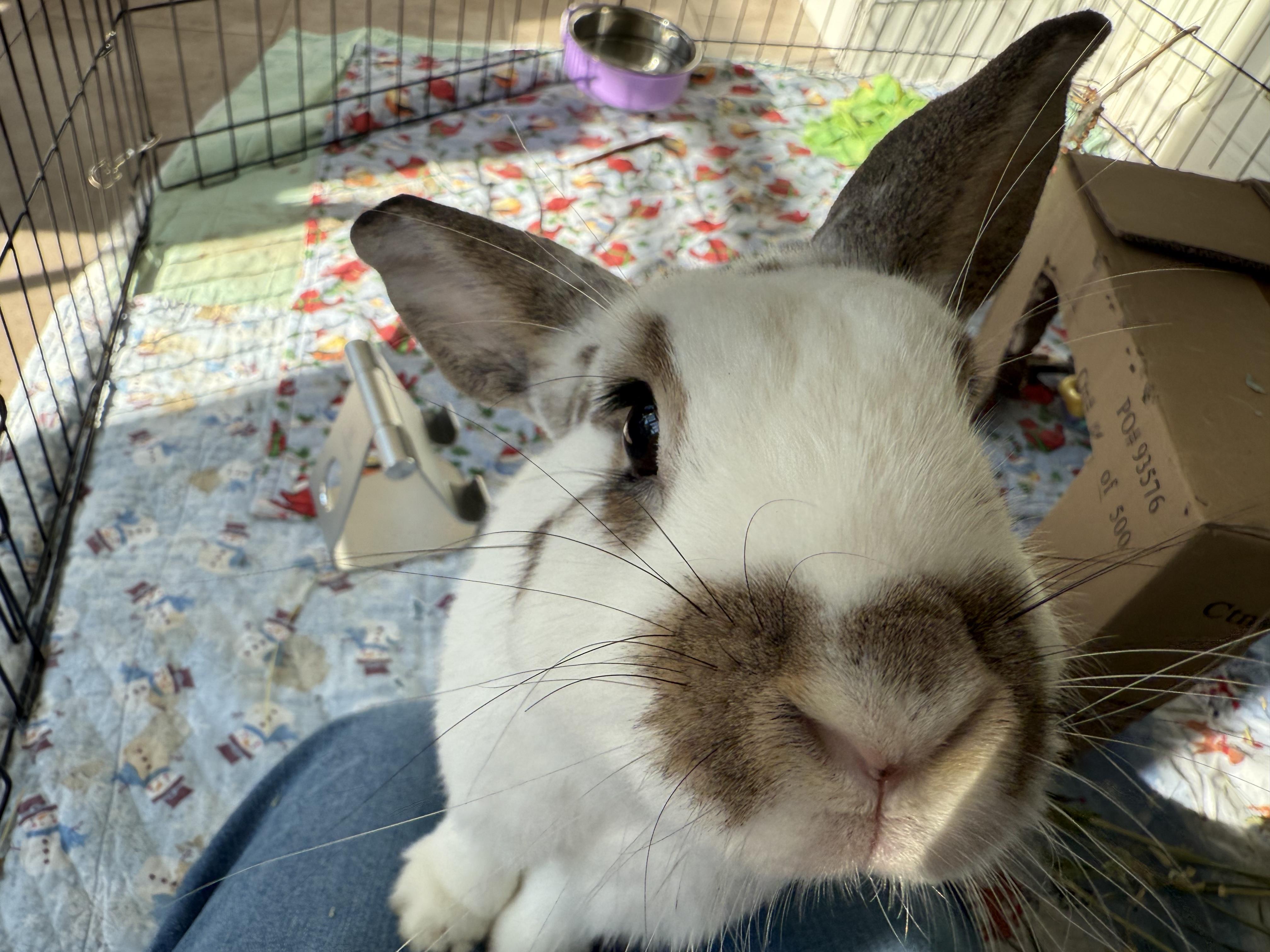 Enlarge Mrs Potts!, an adoptable English Spot in Asheville, NC image 4/5