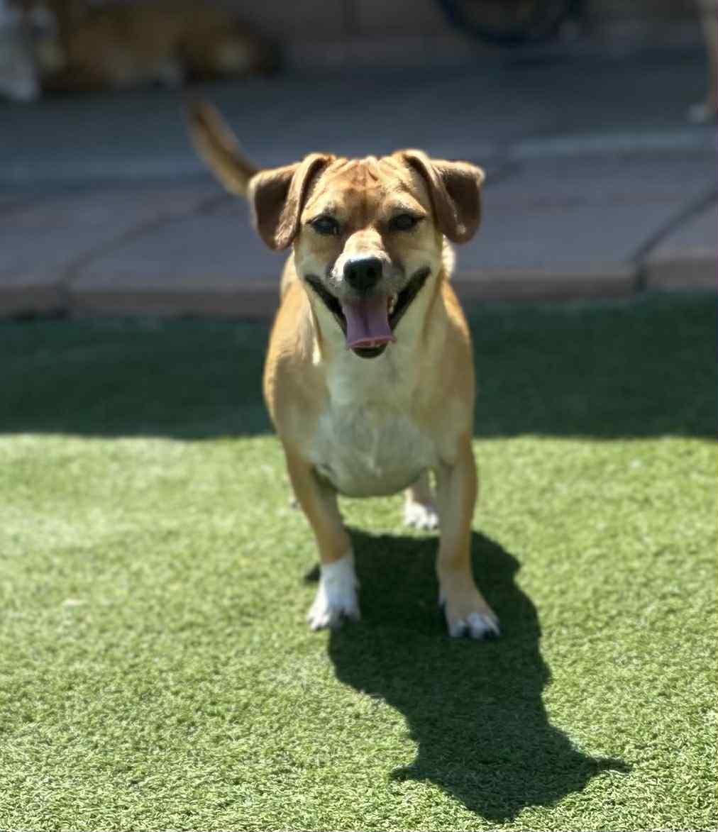 Max, Adopted, Adult Male Chihuahua.