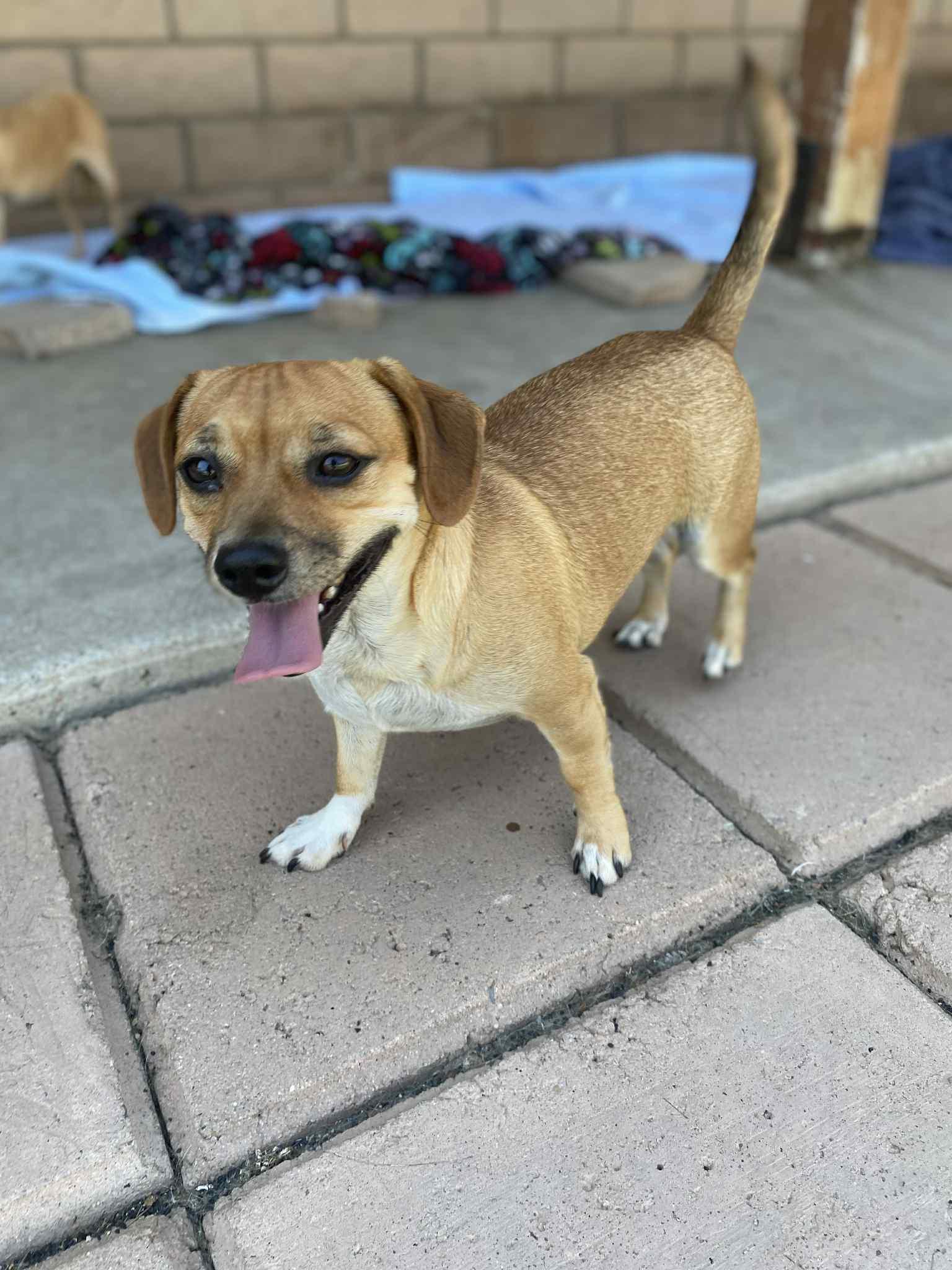 Max, a Adopted Chihuahua in La Verne, CA image 2/3