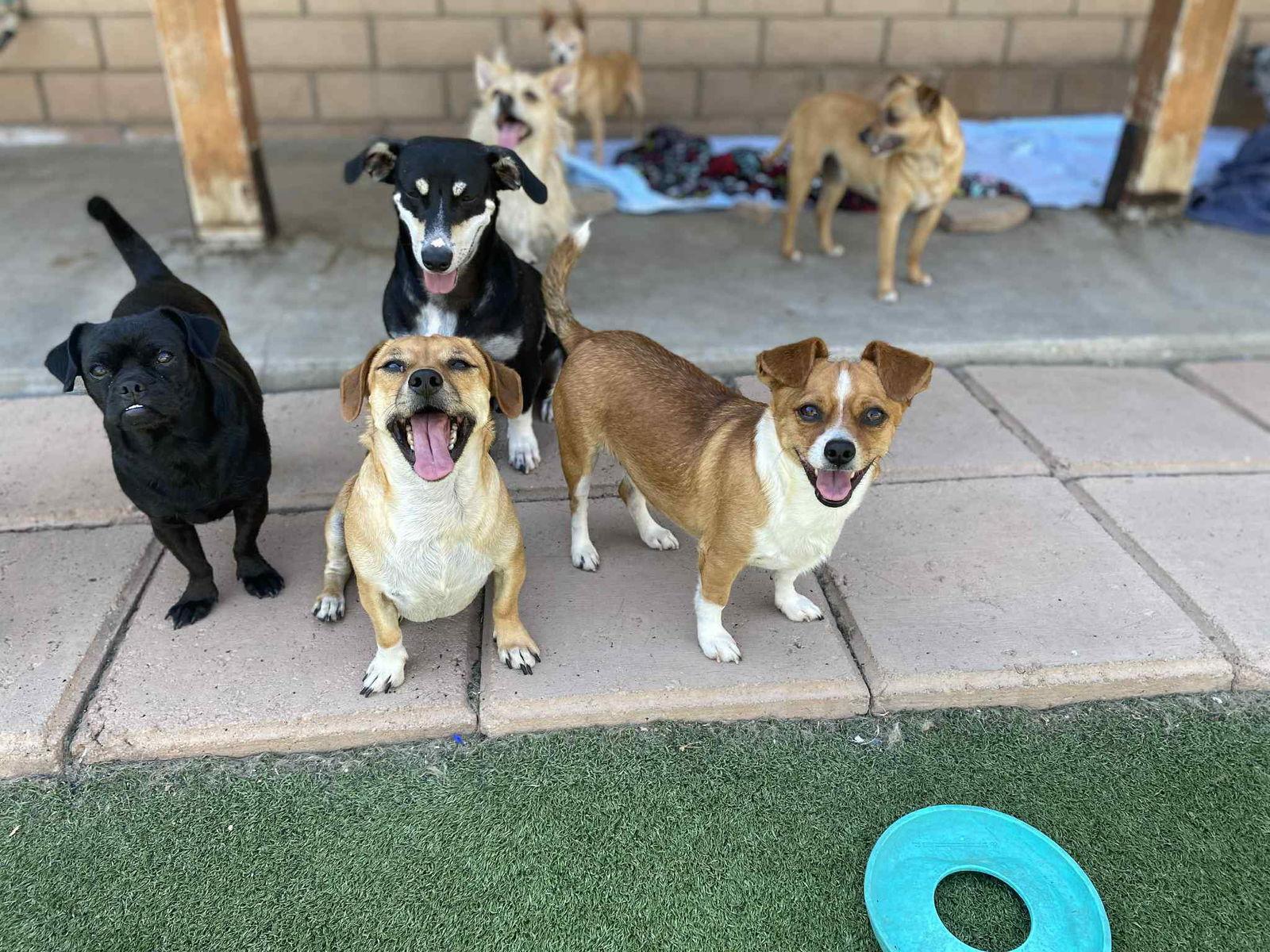 Max, a Adopted Chihuahua in La Verne, CA image 3/3