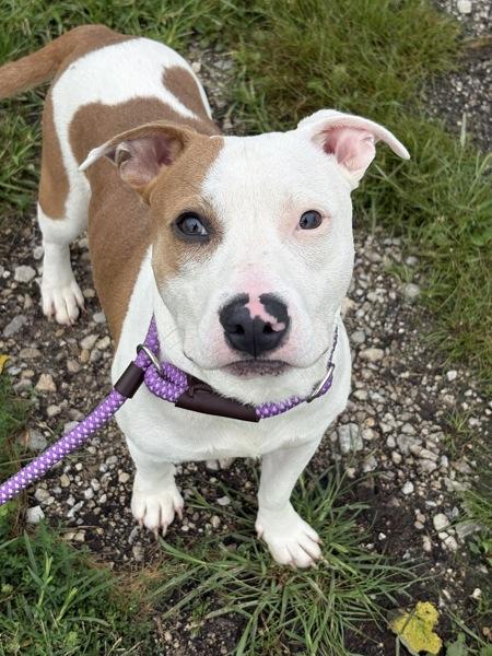 Scud, Adoptable, Young Male Staffordshire Bull Terrier.