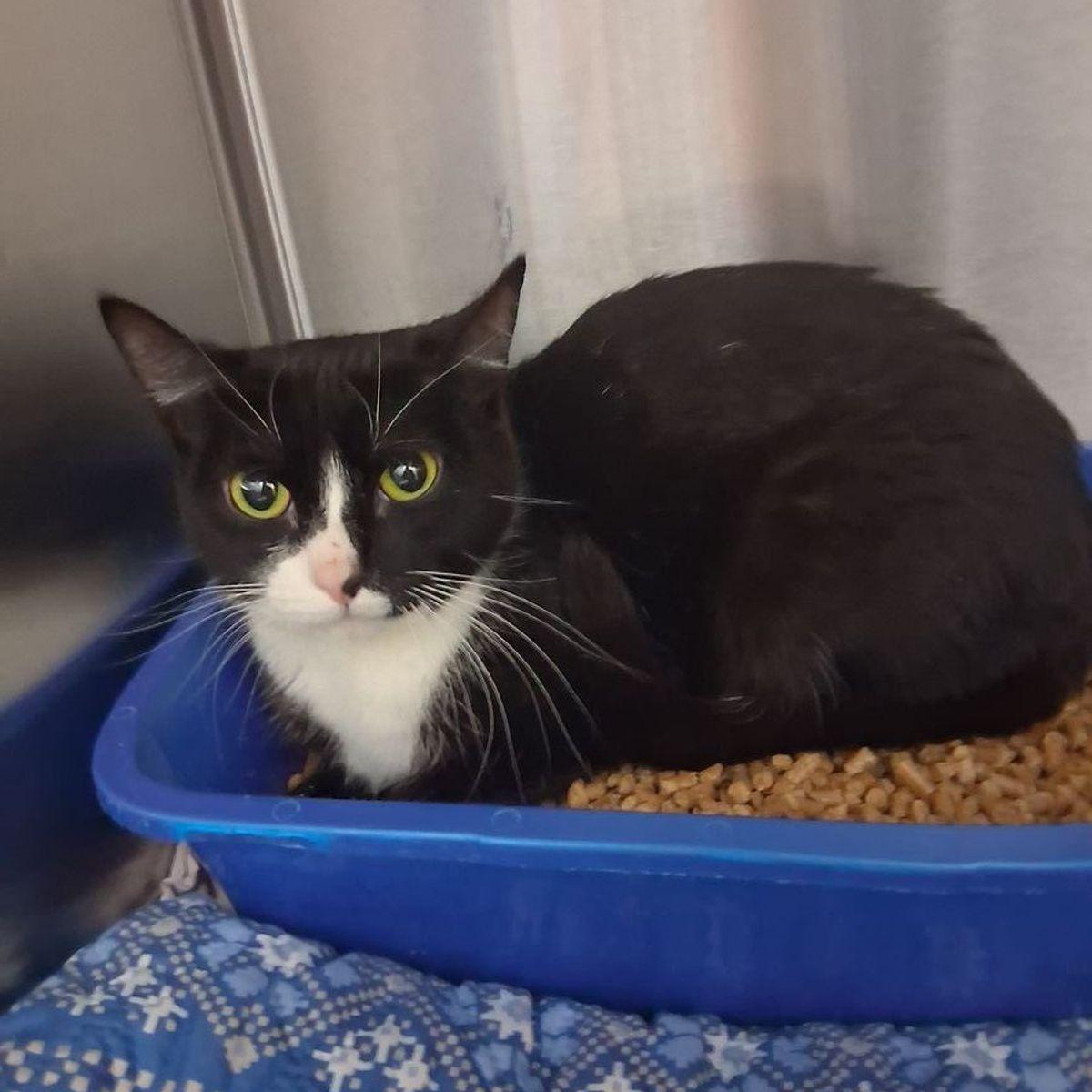 Maura, a Adoptable Domestic Short Hair in Kingman, AZ image 2/2