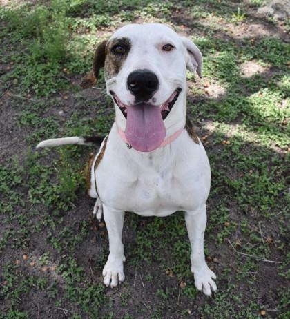 Enlarge Hopper, a ADOPTABLE mixed breed in Inverness, FL image 1/2