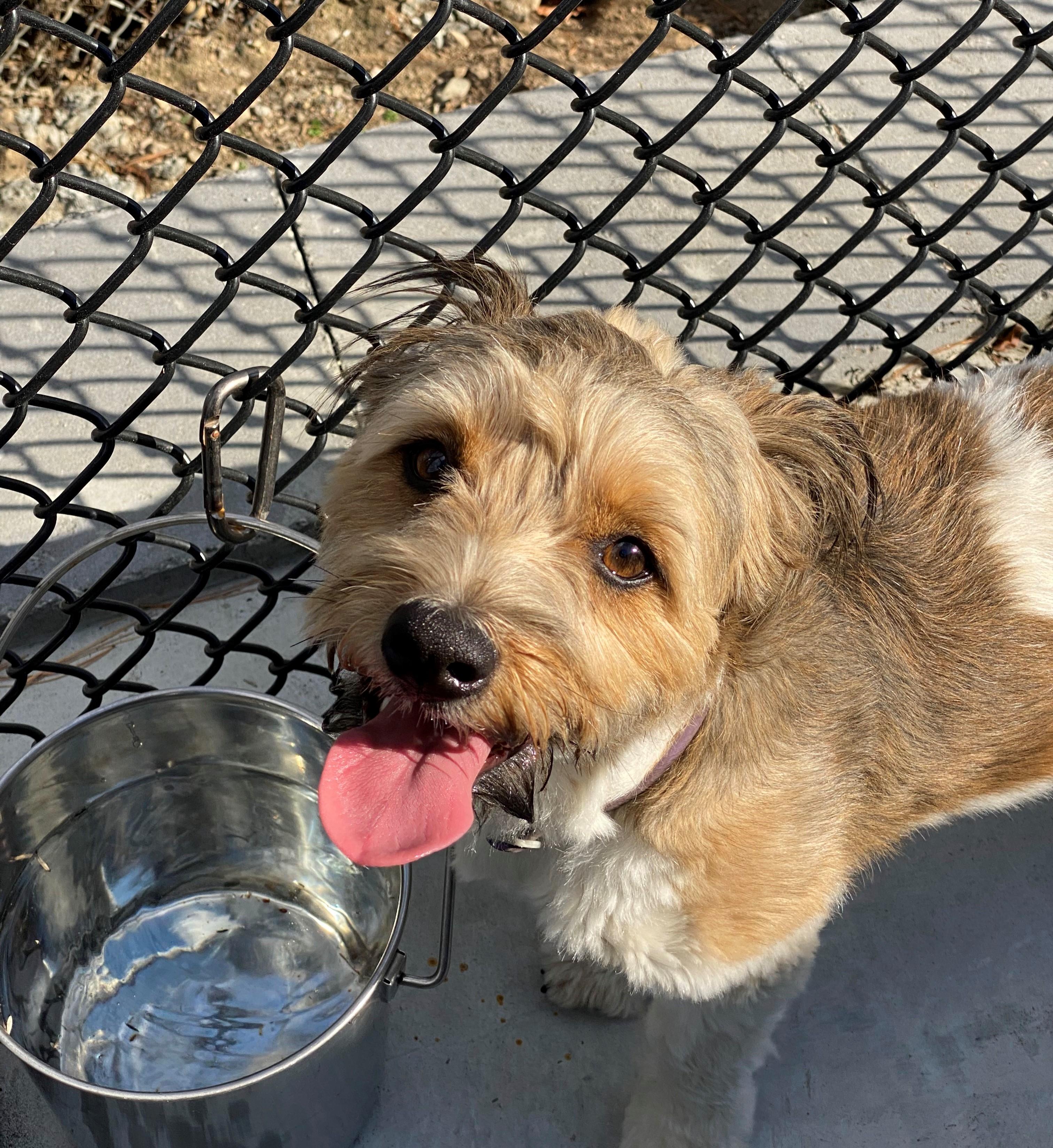 Enlarge Maisie ATTN: DOG TRAINERS/BEHAVOIRISTS ONLY!, a Adopted mixed breed in North Attleboro, MA image 3/3