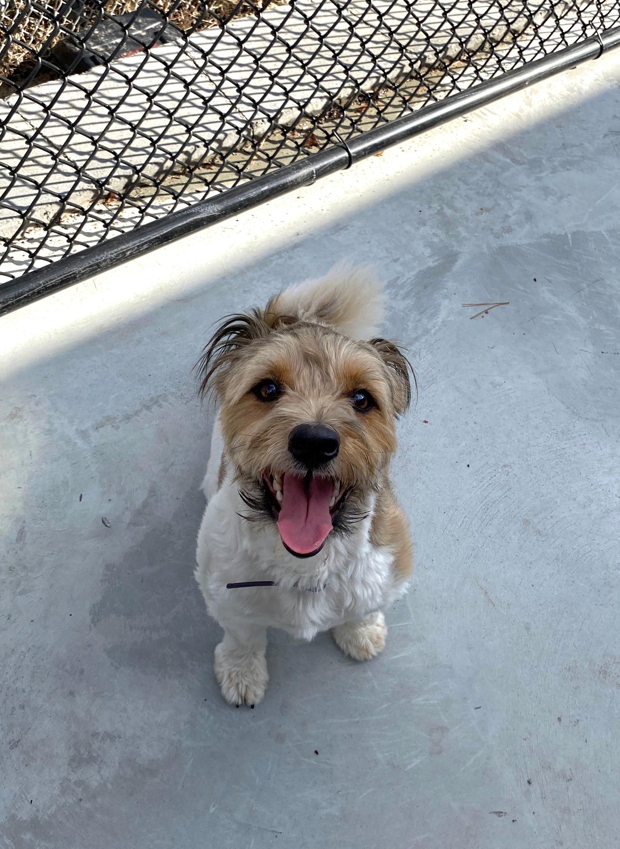 Enlarge Maisie ATTN: DOG TRAINERS/BEHAVOIRISTS ONLY!, a Adopted mixed breed in North Attleboro, MA image 2/3