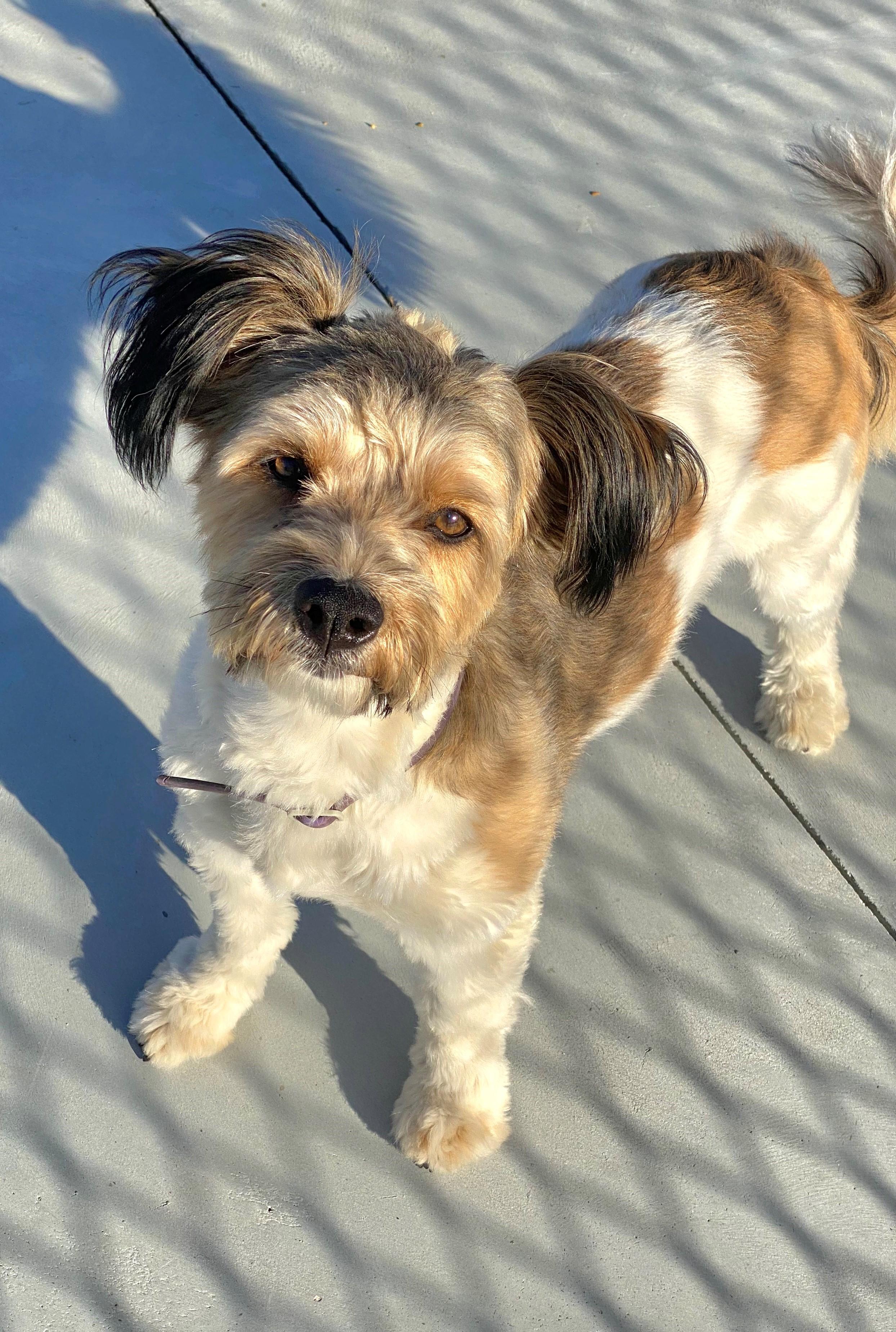 Enlarge Maisie ATTN: DOG TRAINERS/BEHAVOIRISTS ONLY!, a Adopted mixed breed in North Attleboro, MA image 1/3