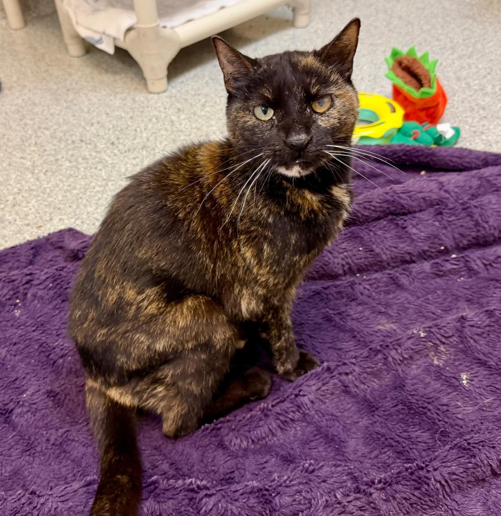 Mary, Adoptable, Adult Female Domestic Short Hair.