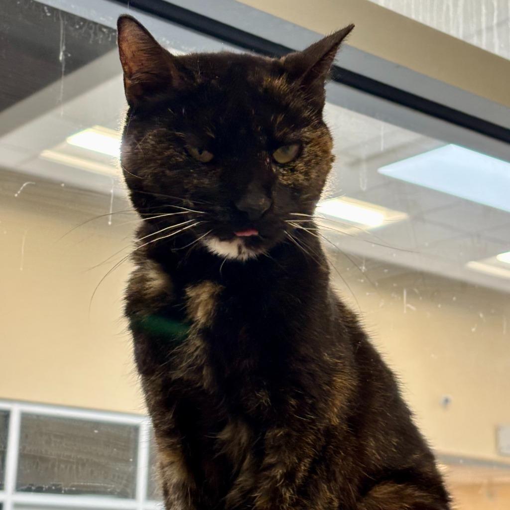 Enlarge Mary, a Adoptable mixed breed in Columbia, IL image 2/6