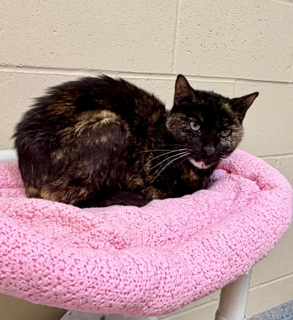 Enlarge Mary, a Adoptable mixed breed in Columbia, IL image 3/6