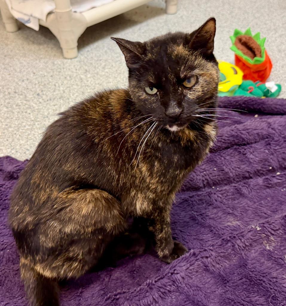 Enlarge Mary, a Adoptable mixed breed in Columbia, IL image 5/6