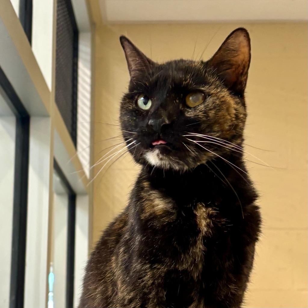 Enlarge Mary, a Adoptable mixed breed in Columbia, IL image 6/6
