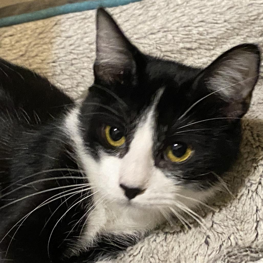 Enlarge Rizzoli, a Adoptable Domestic Short Hair in Columbia, MO image 2/2