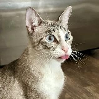 Angel, adopted, Young Female Siamese.