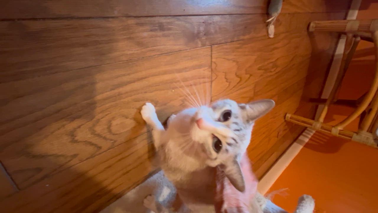 Enlarge Angel, an adopted mixed breed in Hopkinton, MA video 2/2