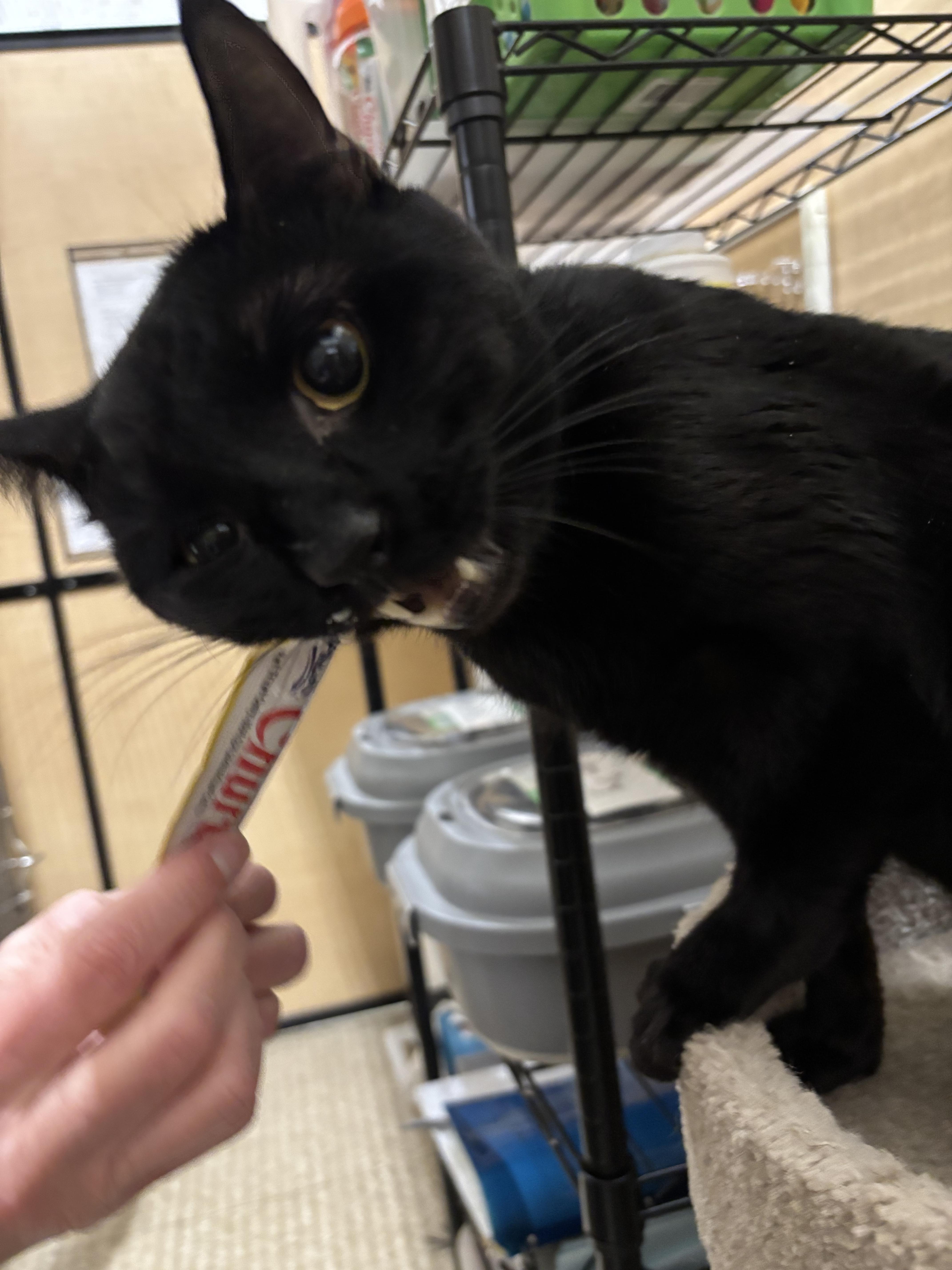 Enlarge Theo, an adopted Domestic Short Hair in Woburn, MA image 2/3