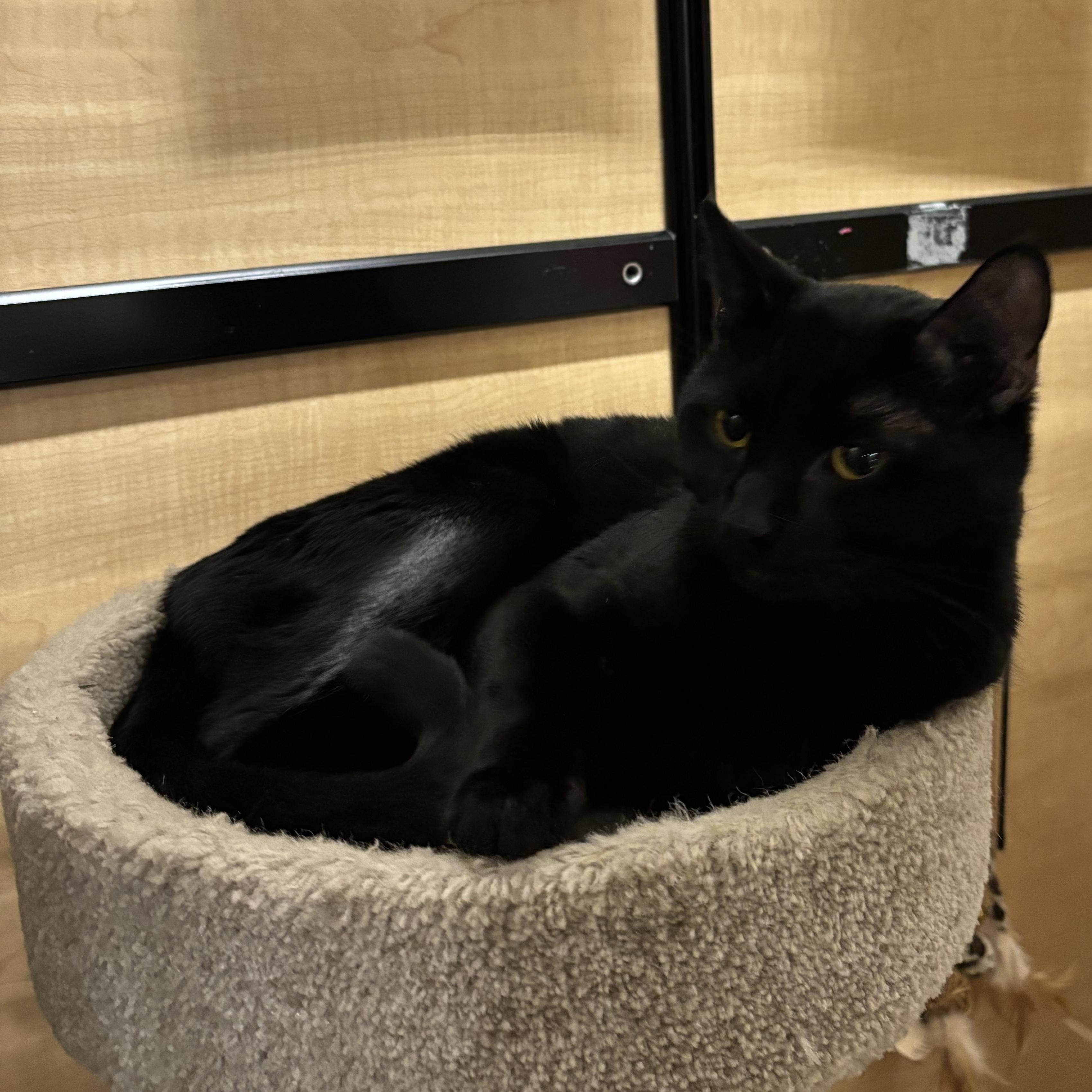 Enlarge Theo, an adopted Domestic Short Hair in Woburn, MA image 1/3