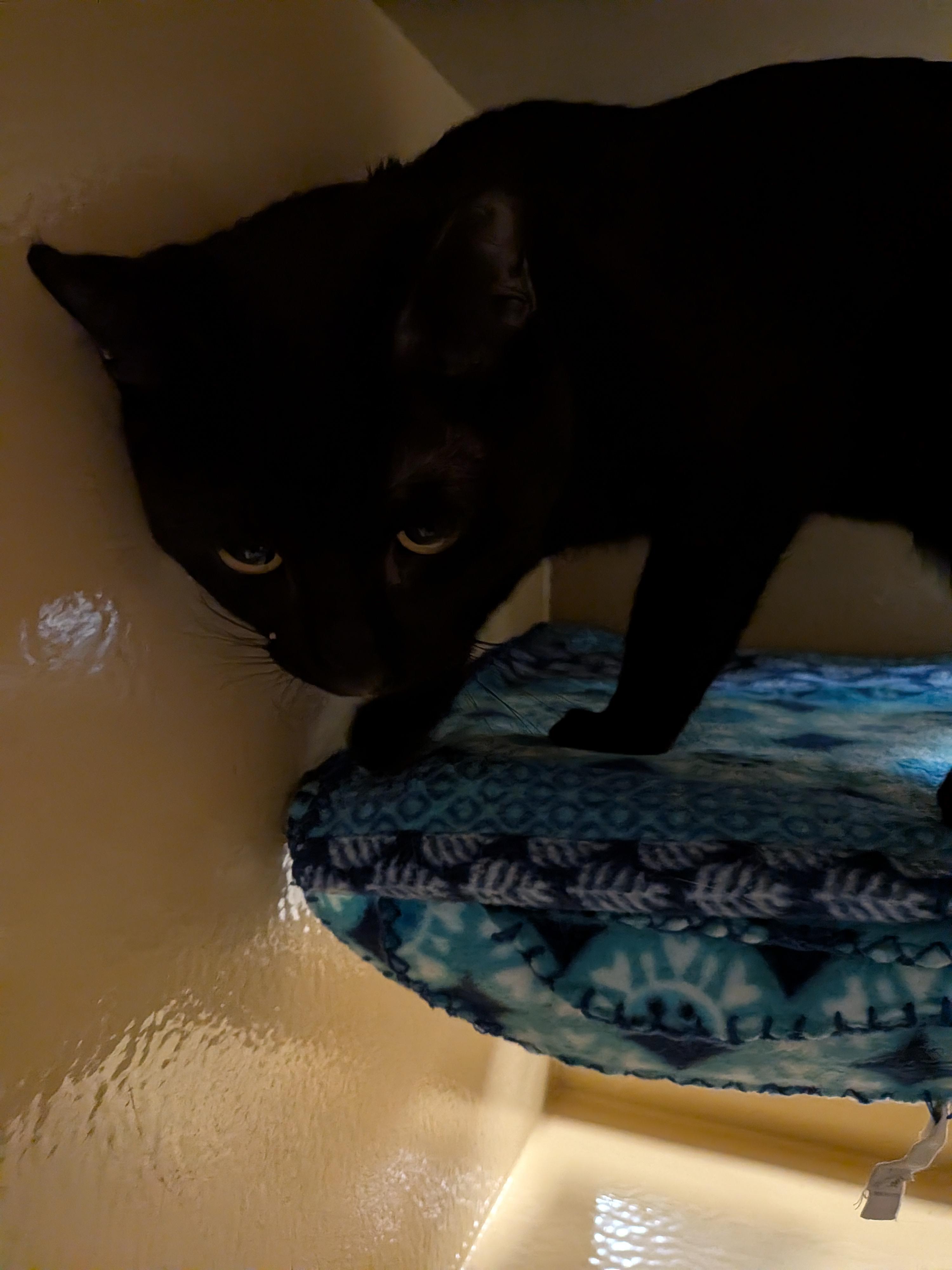 Enlarge Theo, an adopted Domestic Short Hair in Woburn, MA image 3/3