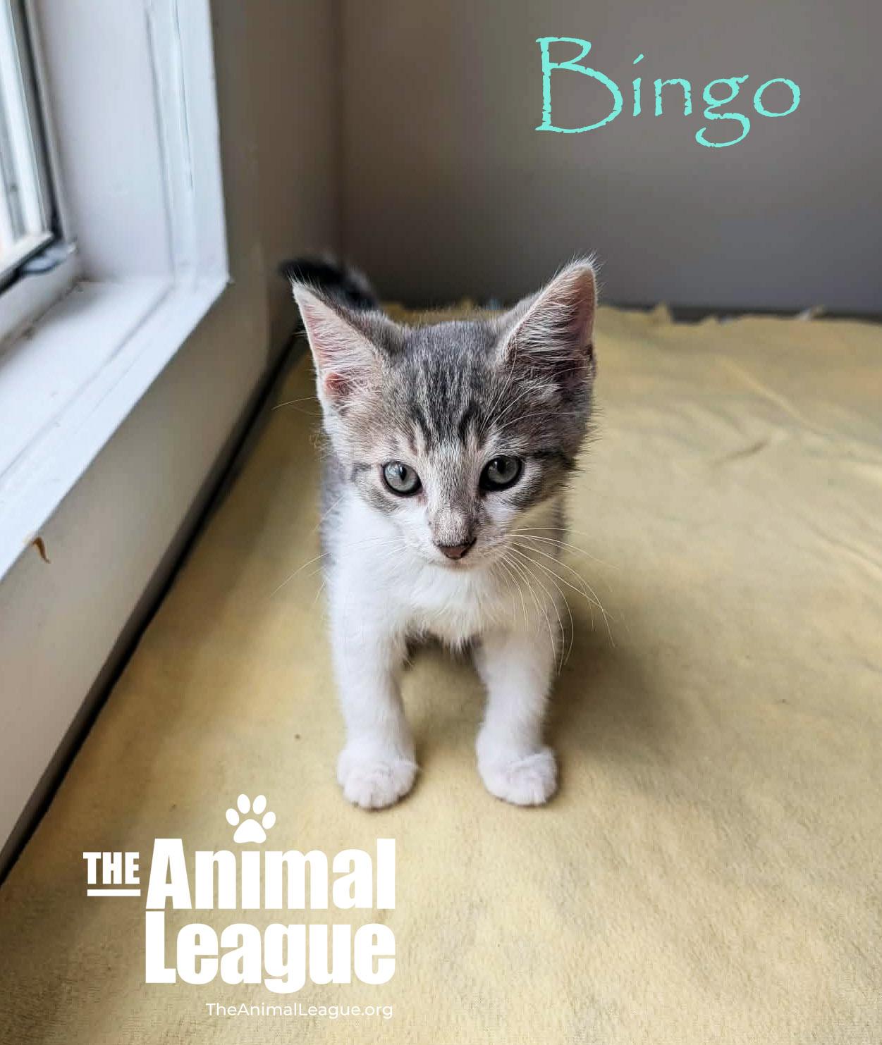 Bingo, a Adoptable mixed breed in Groveland, FL image 3/3