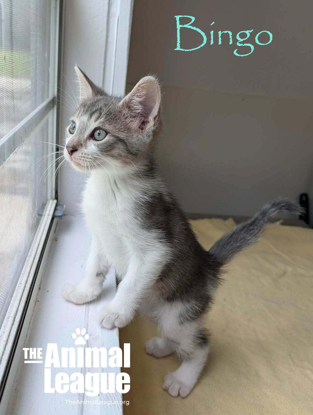 Bingo, a Adoptable mixed breed in Groveland, FL image 1/3