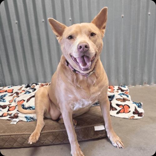 Samantha, Adopted, Adult Female Cattle Dog & Australian Cattle Dog / Blue Heeler.