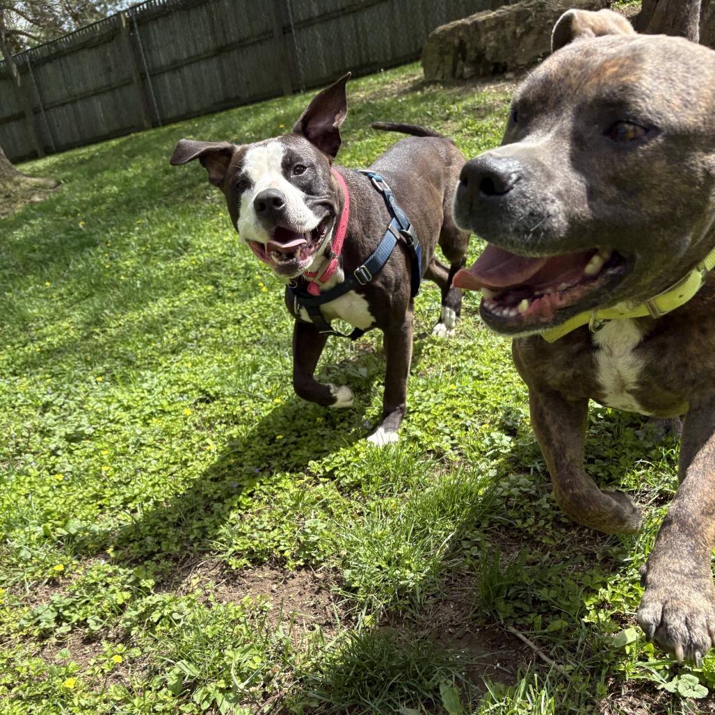 Violet, Adoptable, Adult Female Mixed Breed.