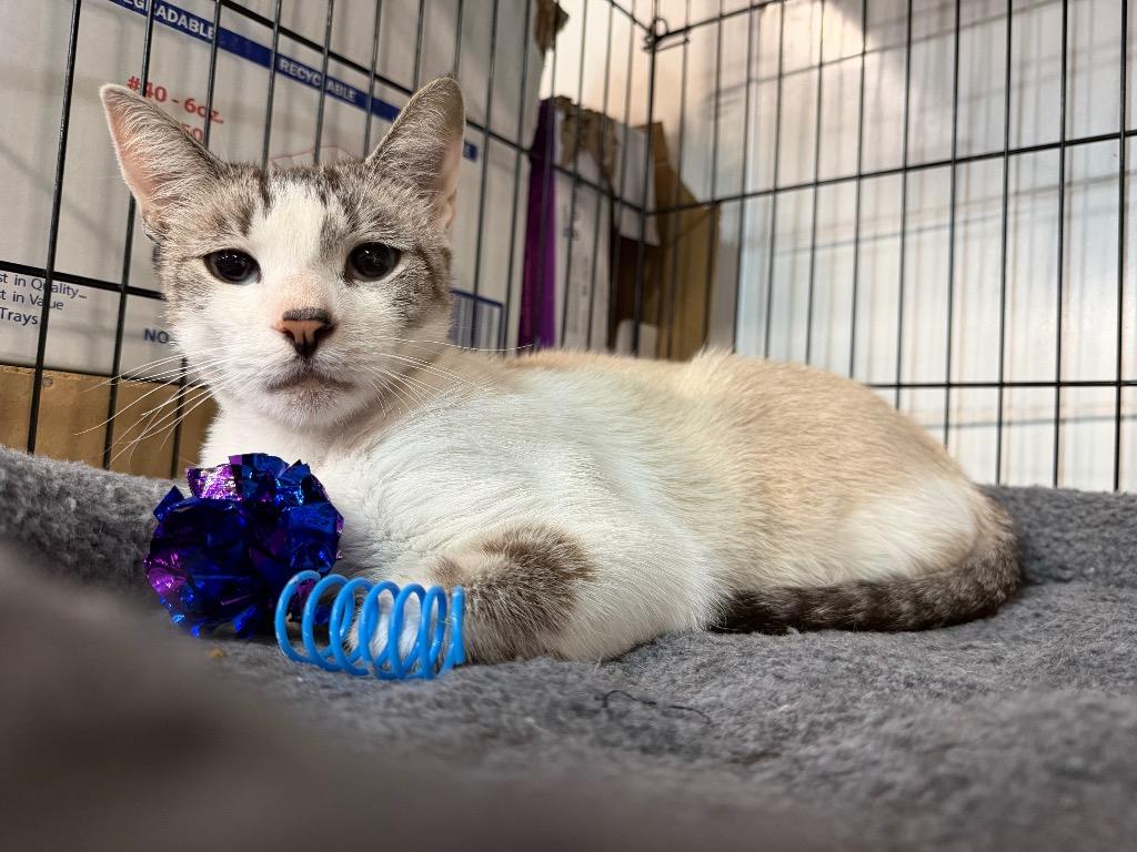 Jake from SF, Adoptable, Adult Male Domestic Short Hair.
