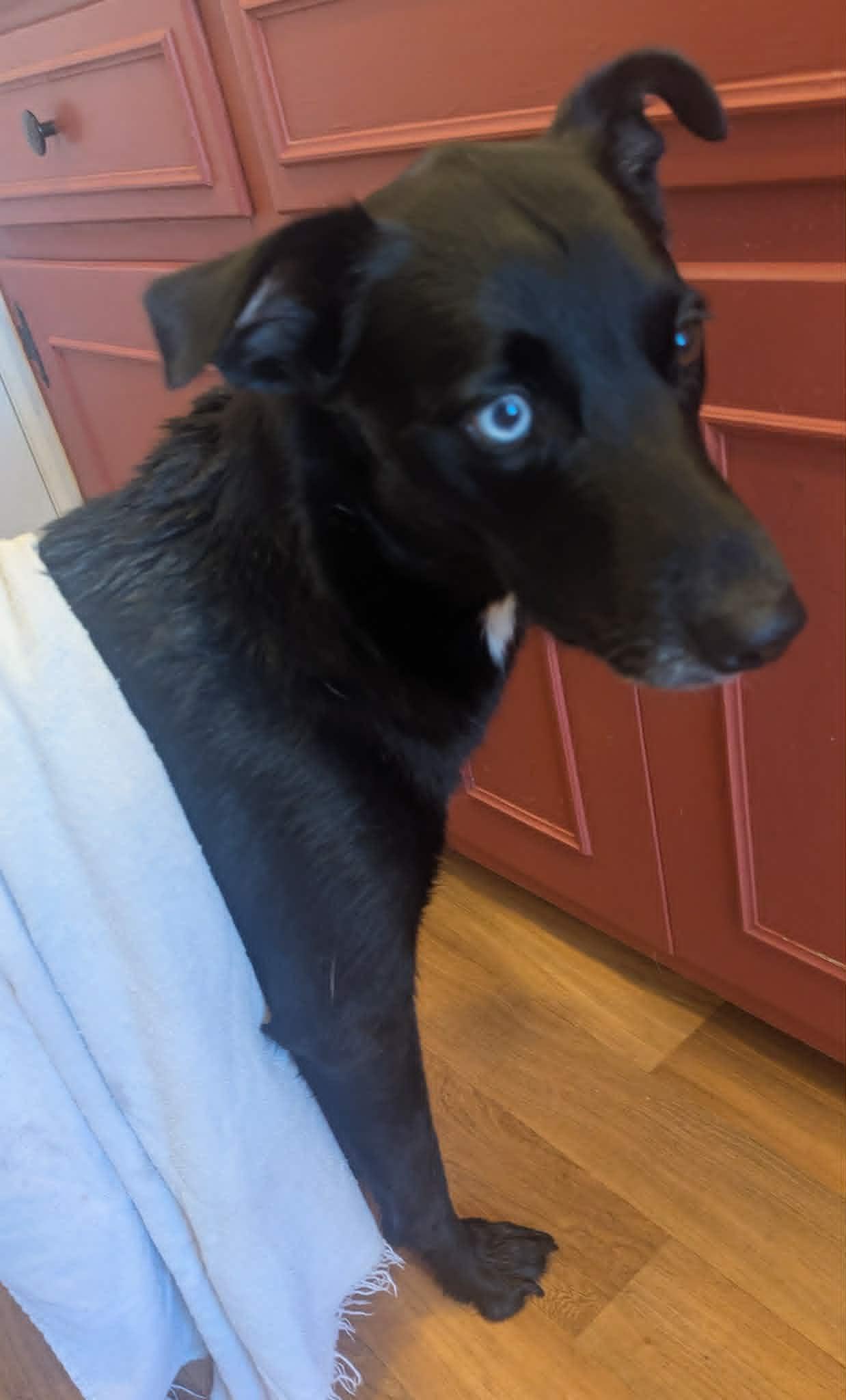 Bluey, Adopted, Adult Female Labrador Retriever & Australian Shepherd.