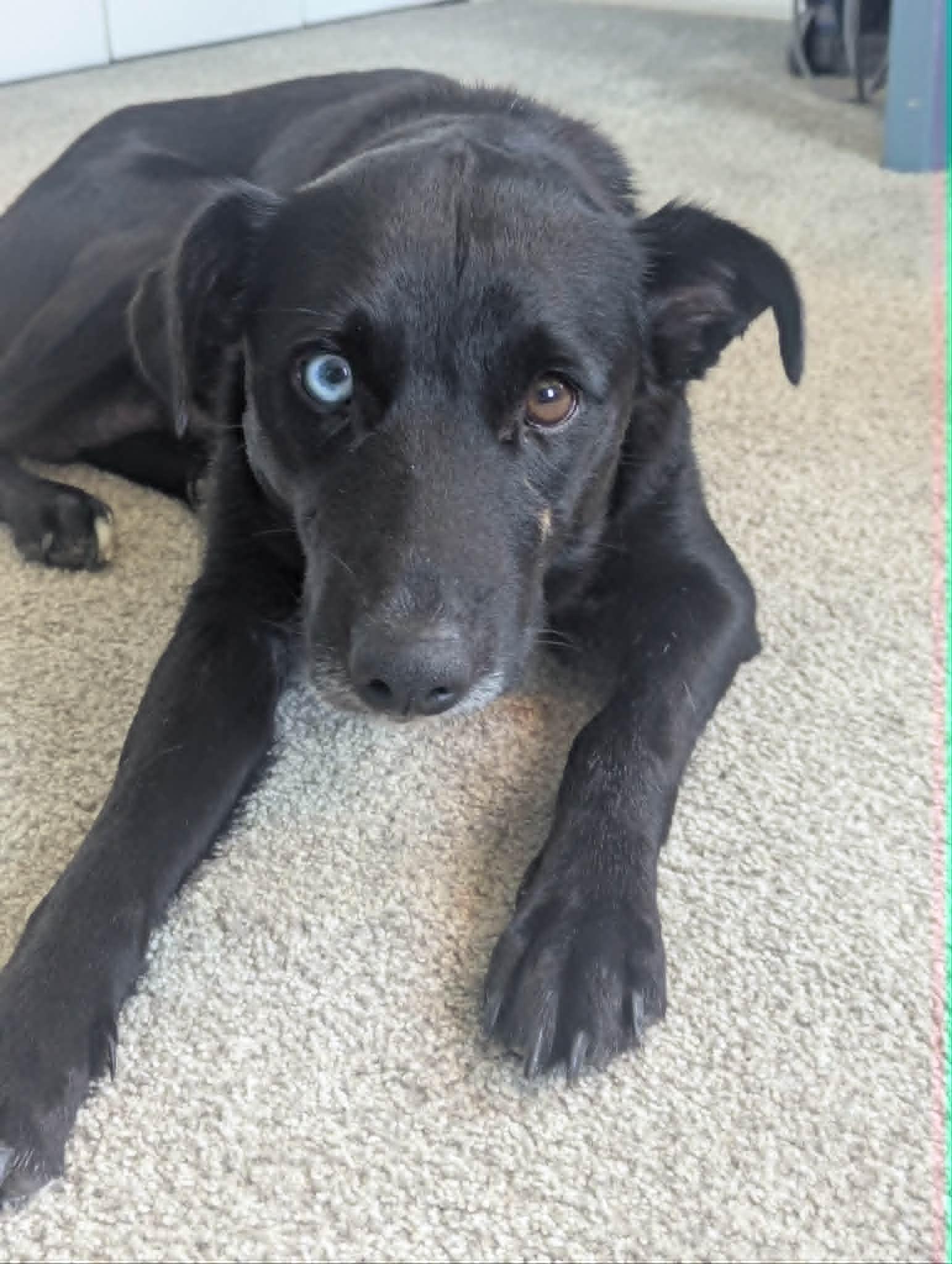 Enlarge Bluey, a Adopted mixed breed in Mechanicsburg, PA image 2/3