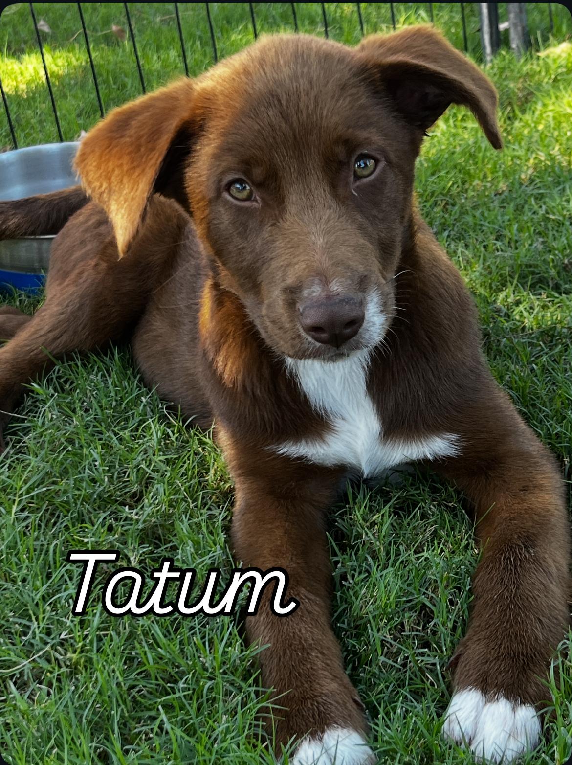 Tatum