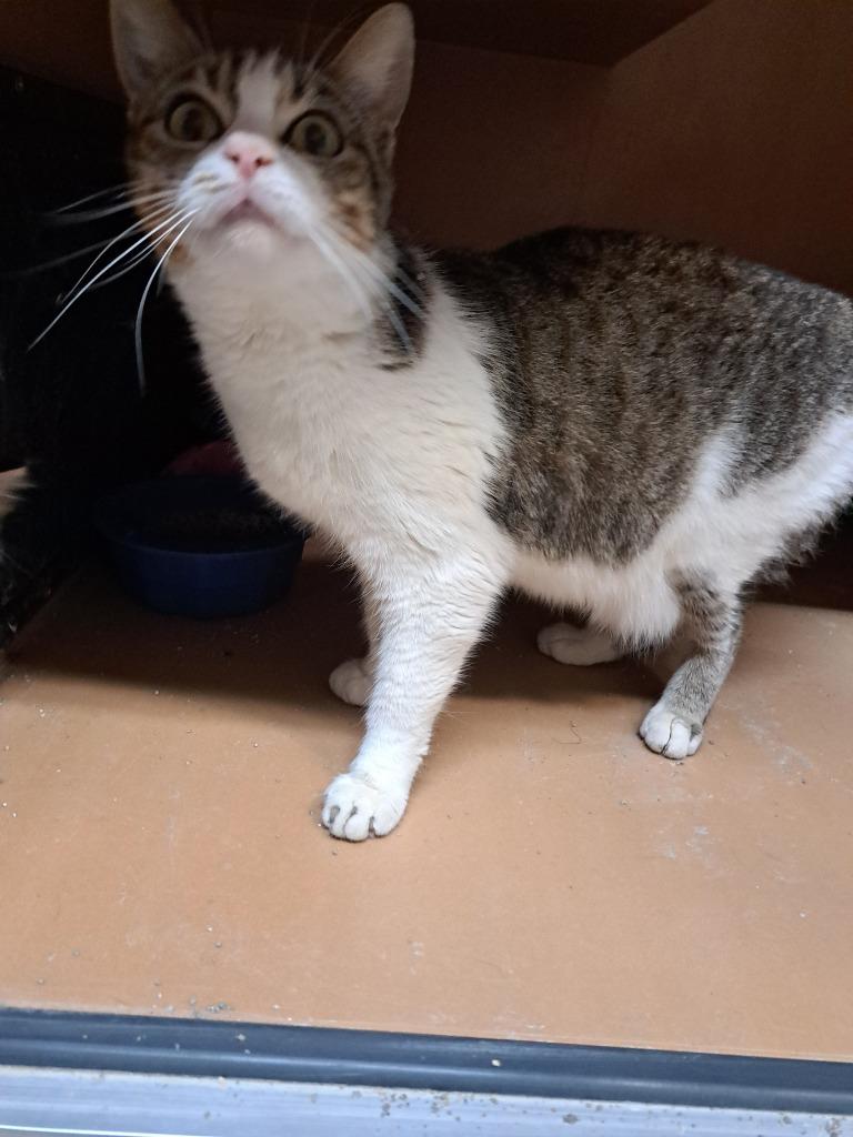 Rose, Adoptable, Young Female Domestic Short Hair.