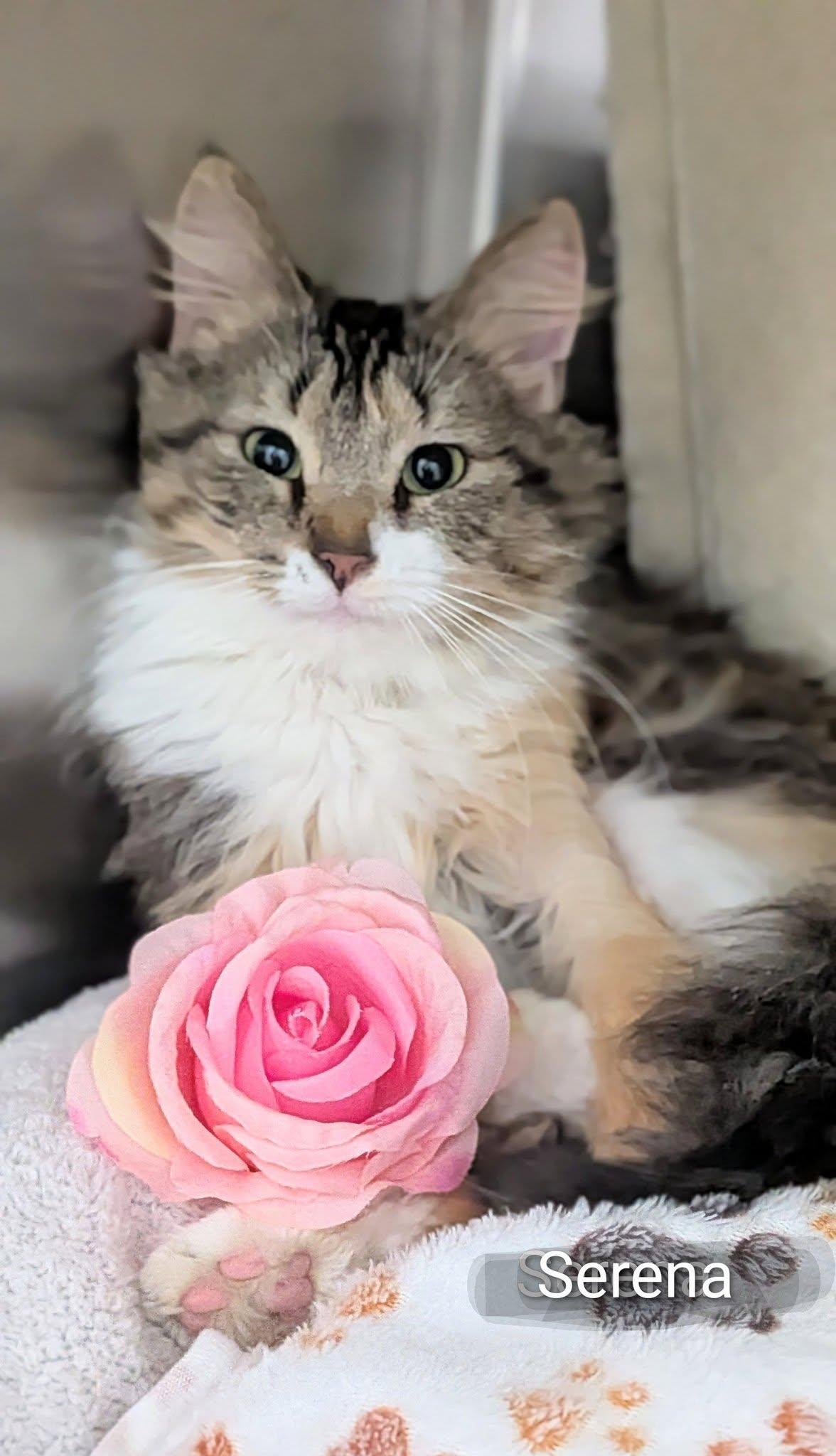 Enlarge Serena, an adopted Domestic Long Hair in Flint, MI image 1/1