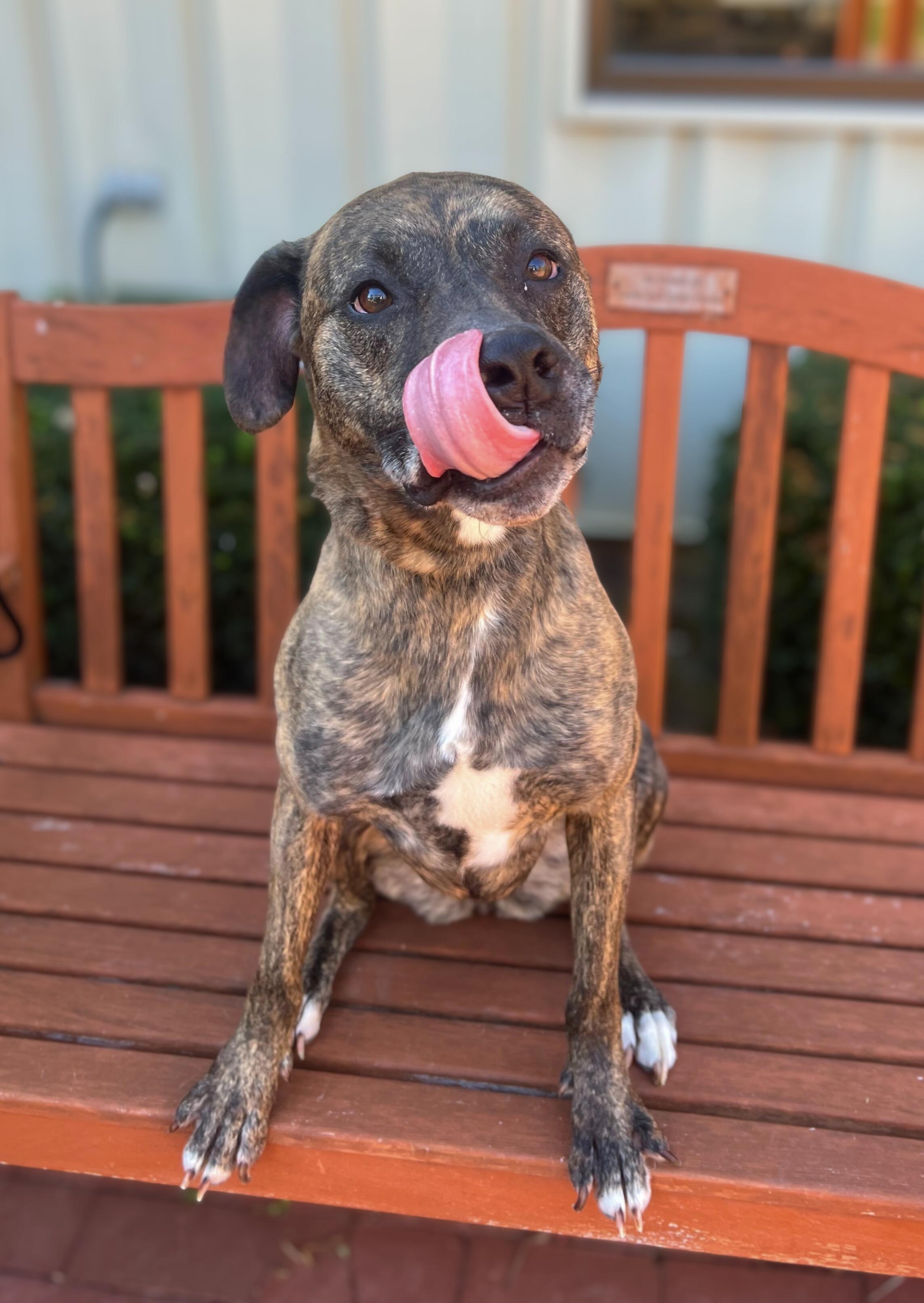 Enlarge Marble, a Adoptable mixed breed in Quincy, IL image 1/1