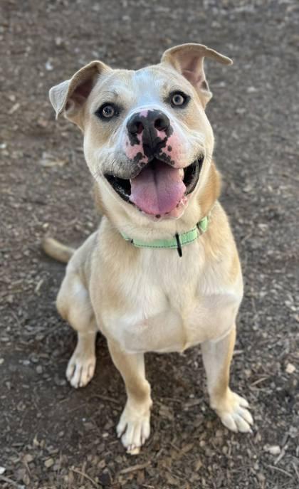 Paul, Adoptable, Adult Male Pit Bull Terrier.