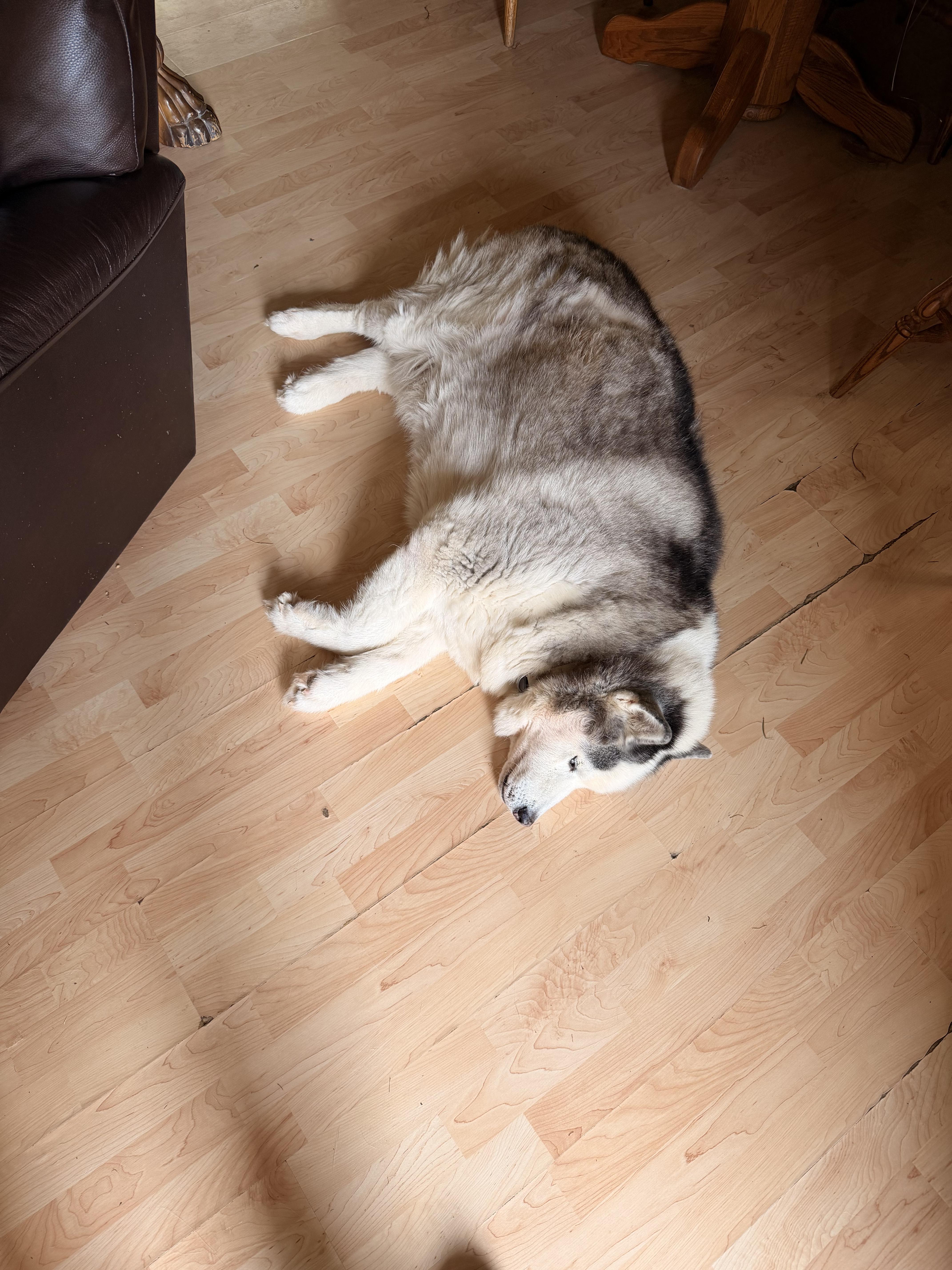 Enlarge Blue, a ADOPTABLE Husky in Greeneville, TN image 4/4