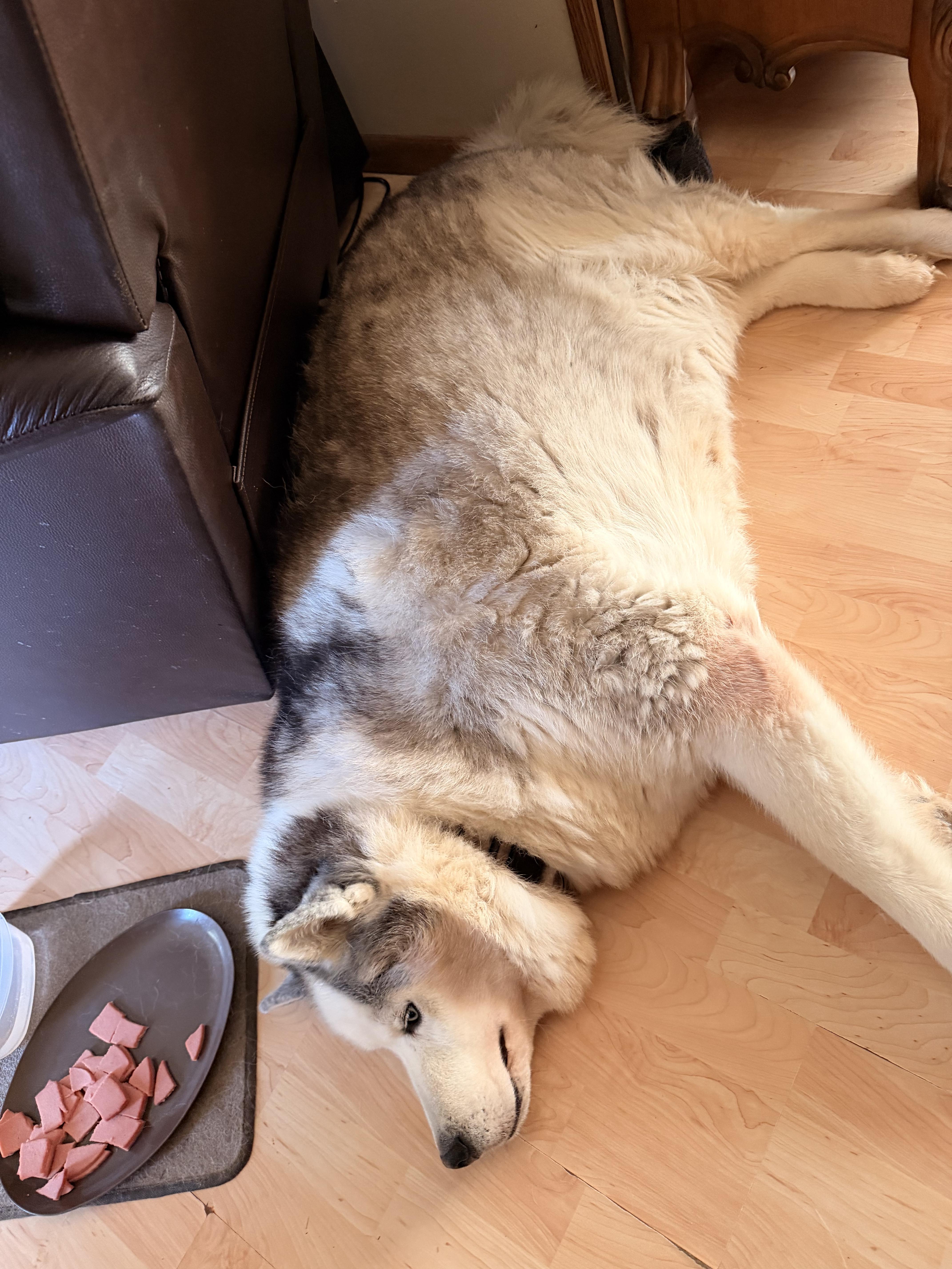 Enlarge Blue, a ADOPTABLE Husky in Greeneville, TN image 3/4