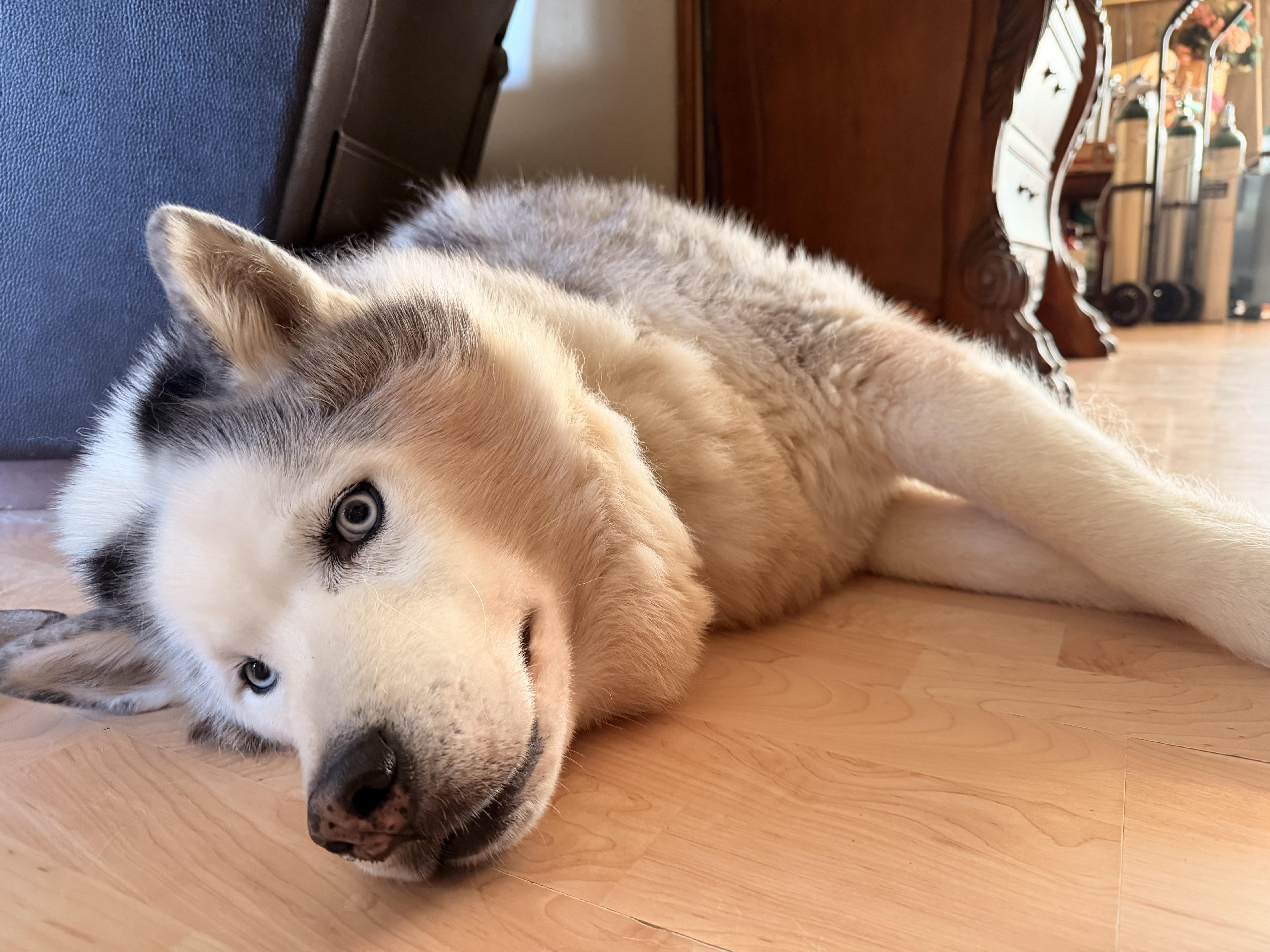 Enlarge Blue, a ADOPTABLE Husky in Greeneville, TN image 2/4