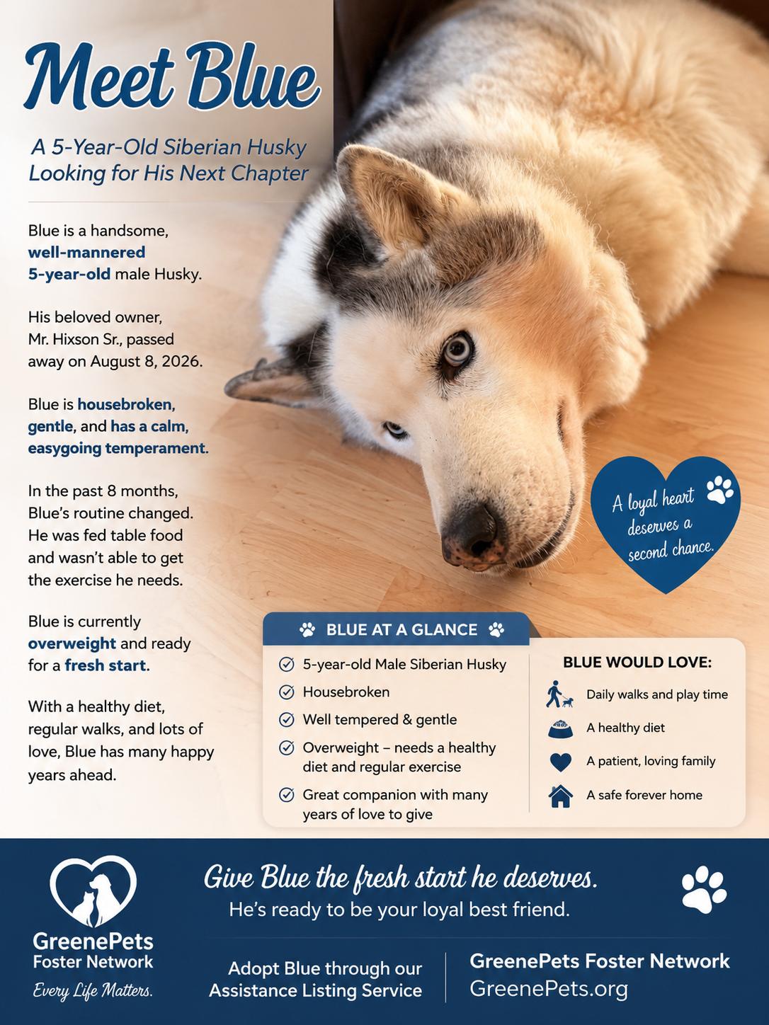 Blue, ADOPTABLE, Adult Male Husky.
